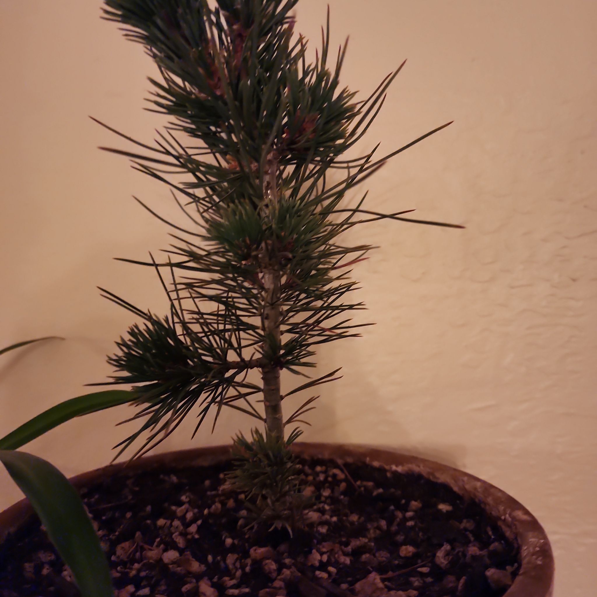 Photo of the plant species Limber Pine by @MusicalZzplant named Larry on Greg, the plant care app
