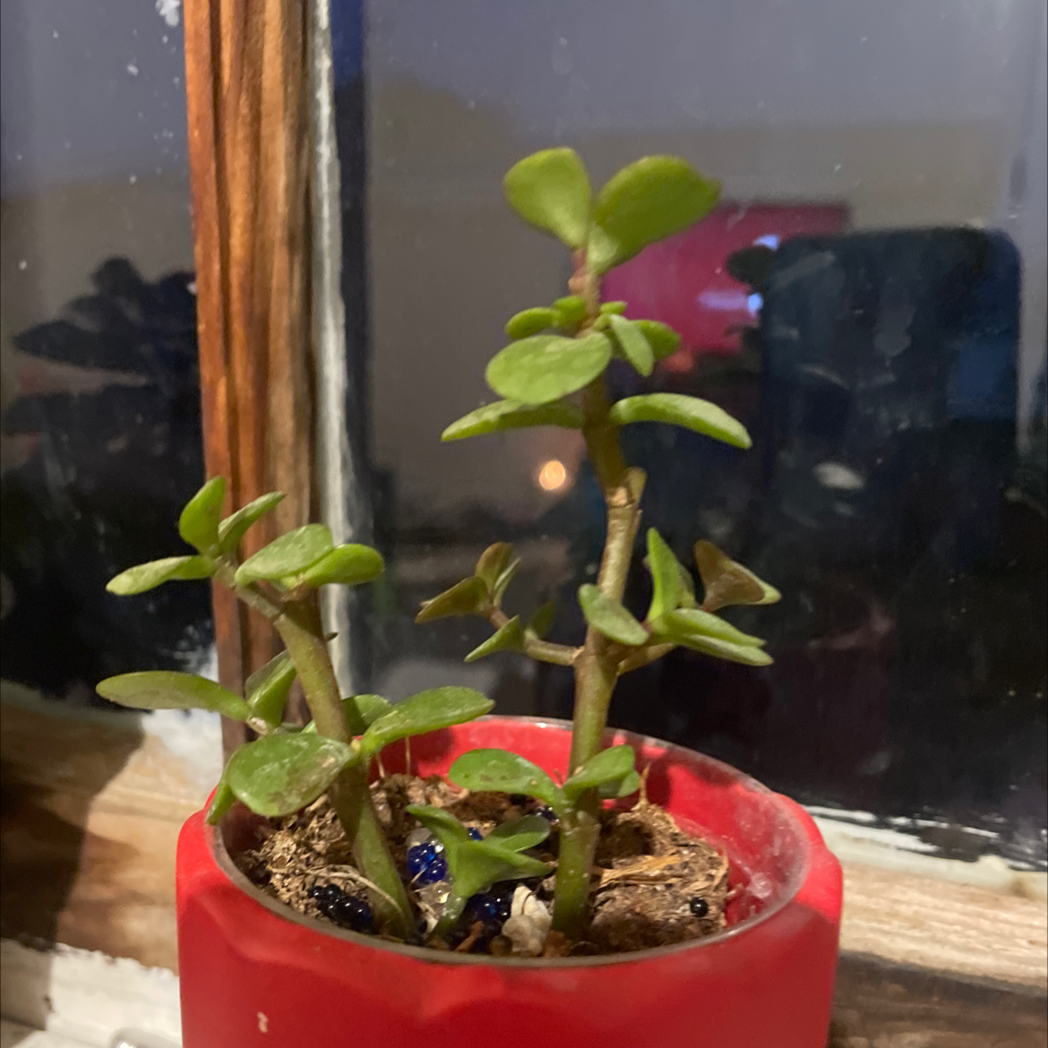 Porkbush plant photo by @Sonnyd named Miller on Greg, the plant care app.