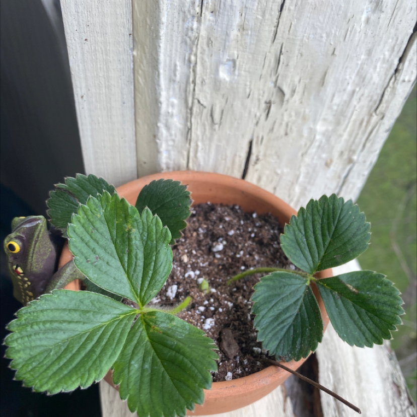 Potted California Strawberry plant with green leaves and visible soil.