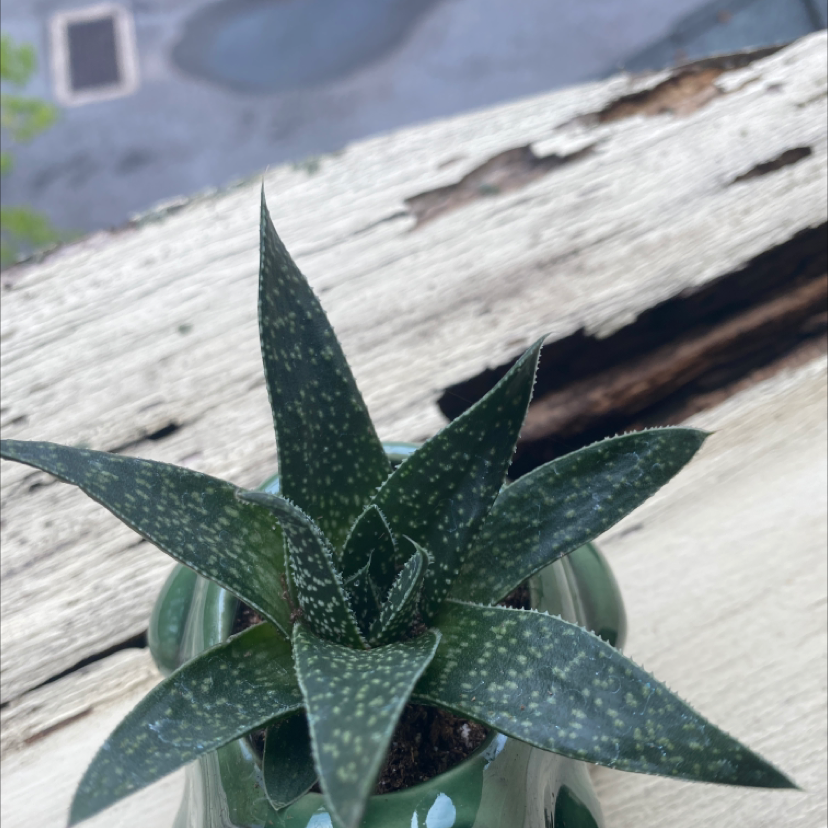 Bredasdorp Gasteria succulent with dark green leaves and white speckles in a green pot on a wooden surface.