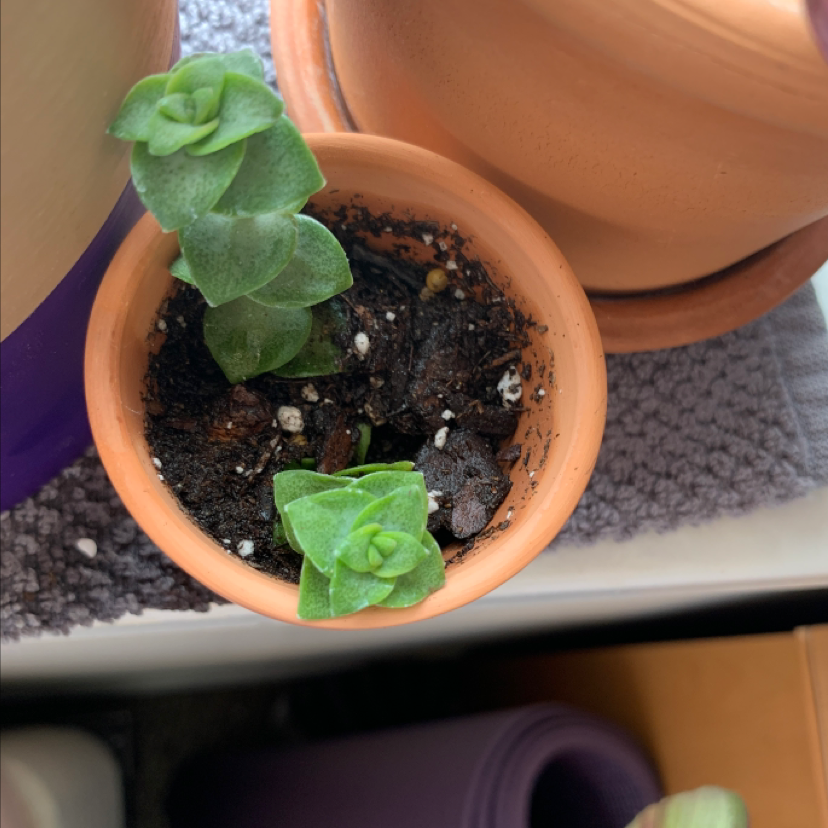 Healthy String of Buttons succulent plant in a clay pot, with unique round leaves forming chain-like strings. A hand gently holds one of the leaf strings.