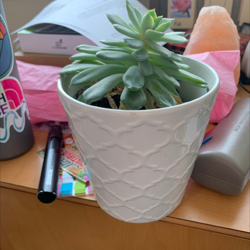 Potted Echeveria Runyonii plant on a desk, healthy with green leaves.