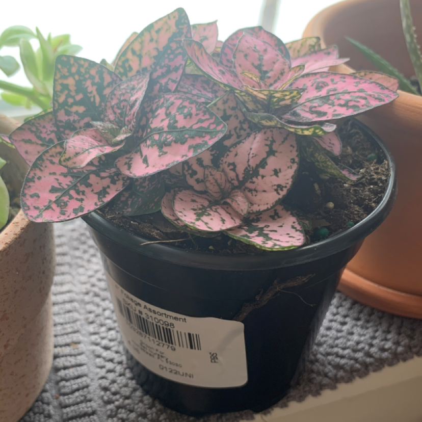 Healthy Polka Dot Plant with vibrant pink spotted leaves in a small black nursery pot, held by a human hand to showcase the foliage.