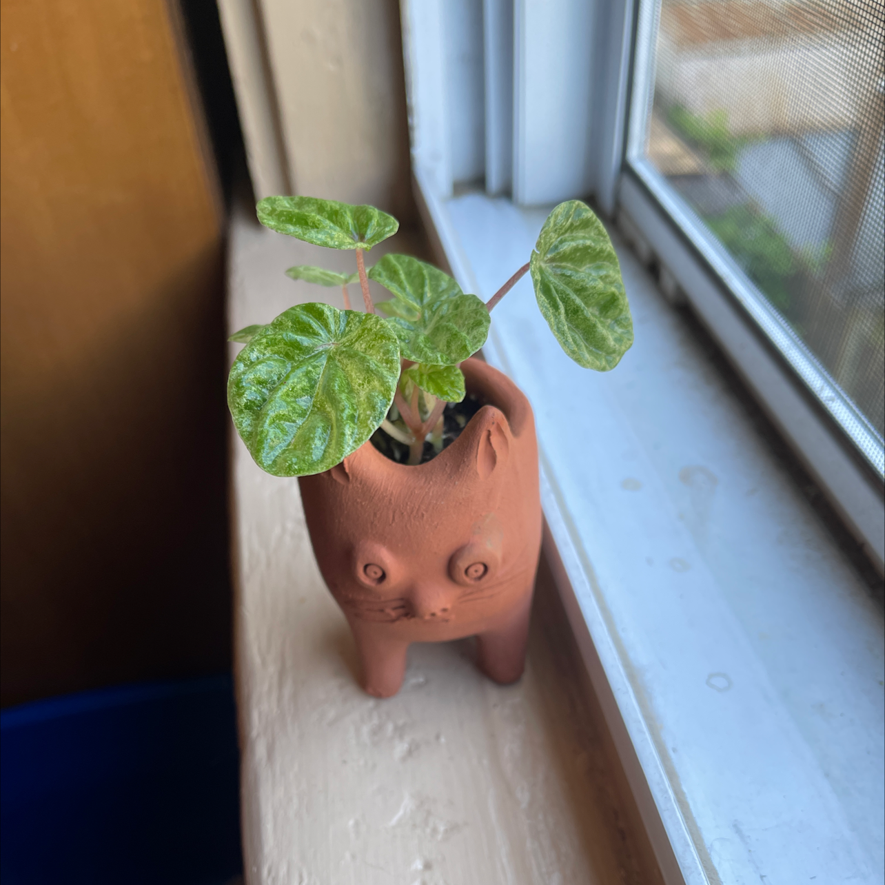 Photo of the plant species Variegated ripple peperomia by @chelsplants named Bitty on Greg, the plant care app
