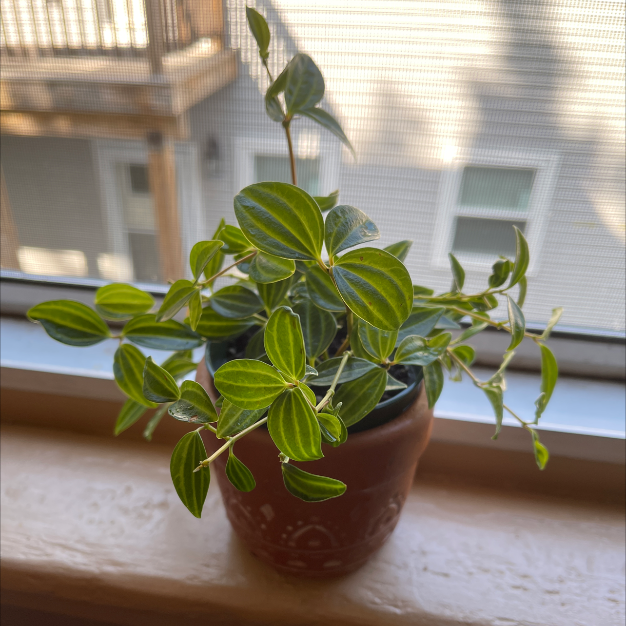 Healthy Radiator Plant in a pot on a windowsill with green leaves and distinct vein patterns.