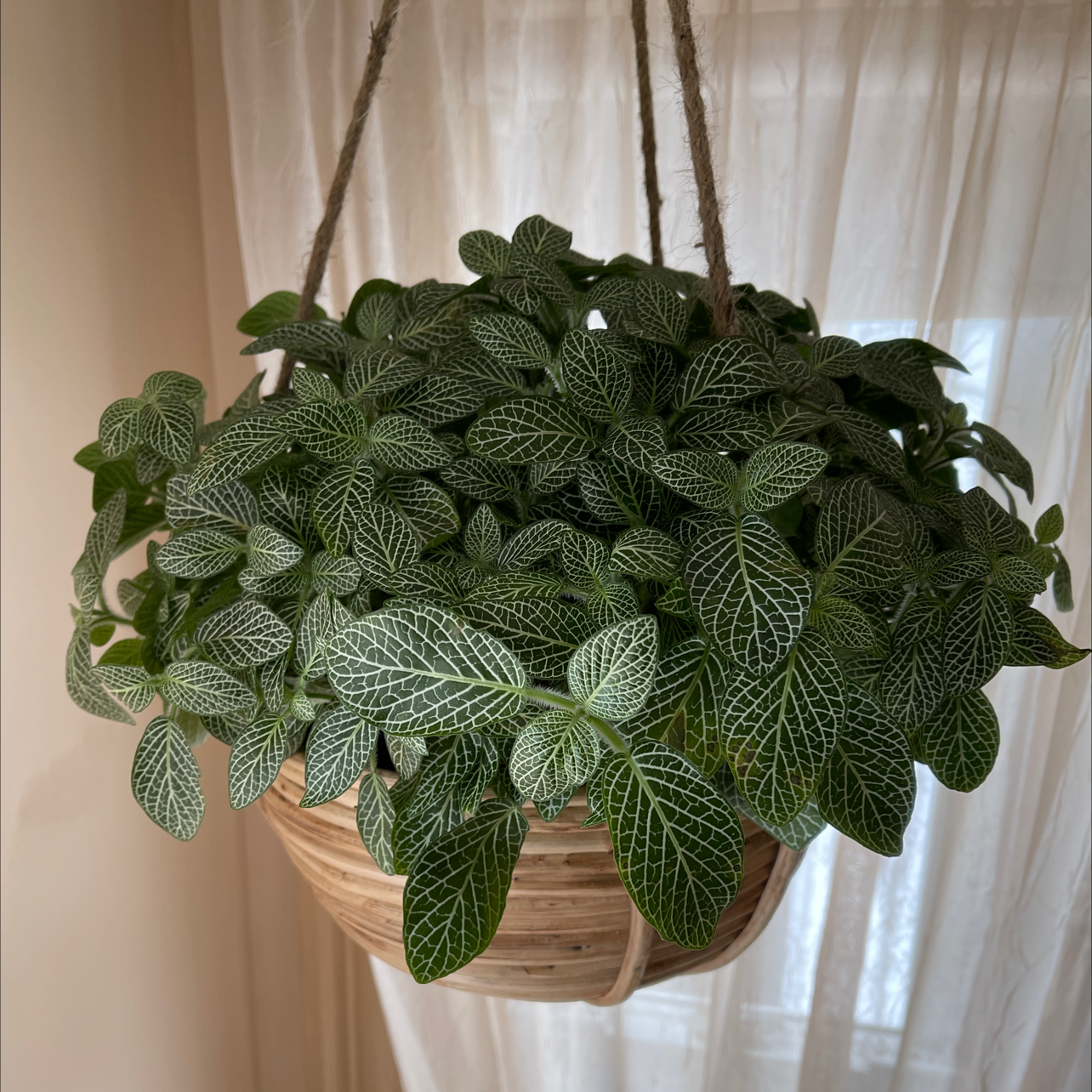 Photo of the plant species Nerve Plant by @chelsplants named Fitti on Greg, the plant care app