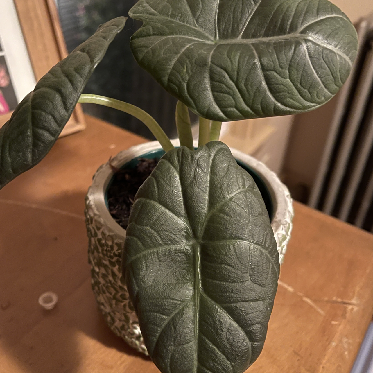 Photo of the plant species Alocasia 'Maharani' by @chelsplants named Alma on Greg, the plant care app