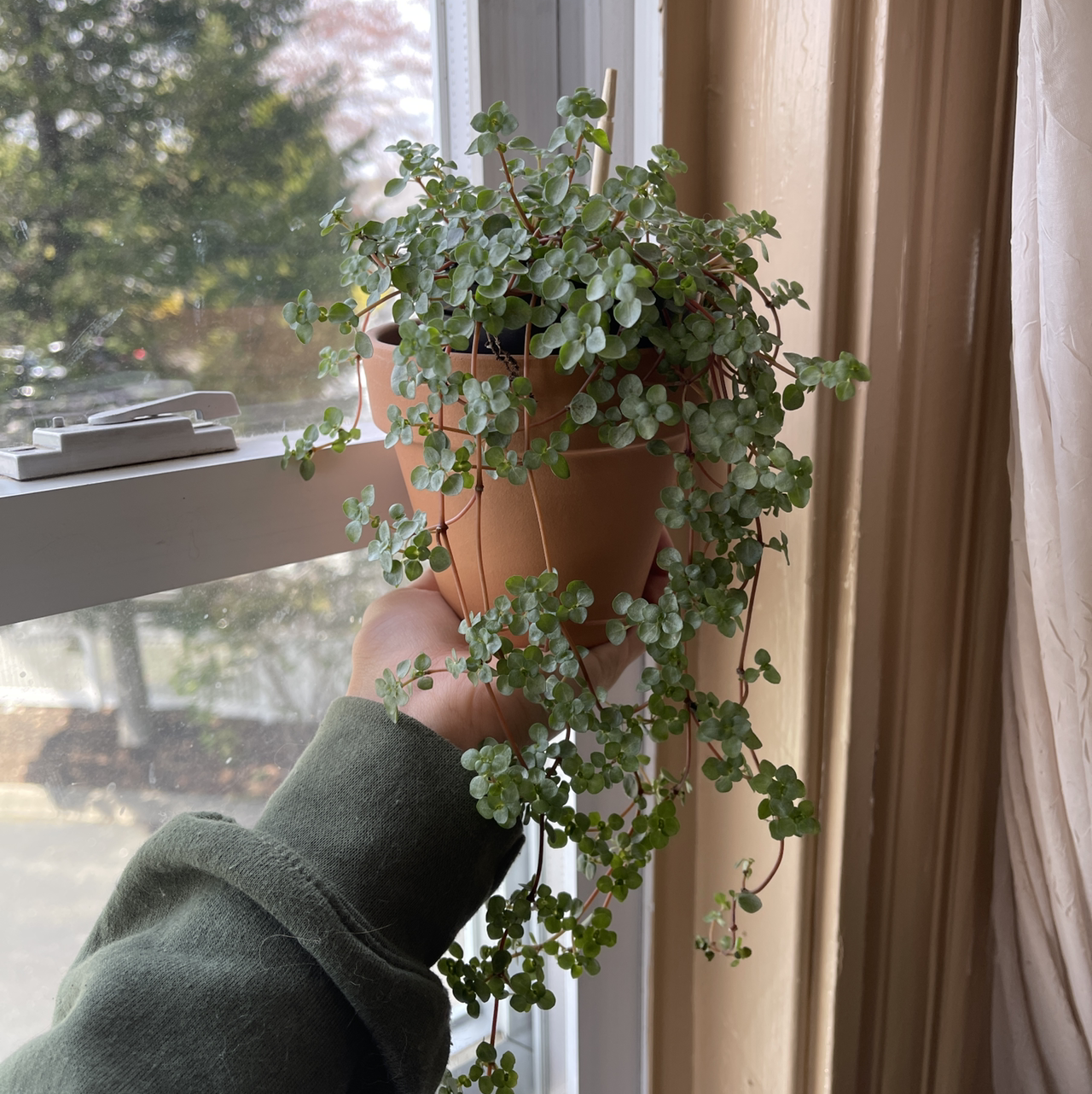 Pilea 'Aquamarine' plant being held near a window, appears healthy.