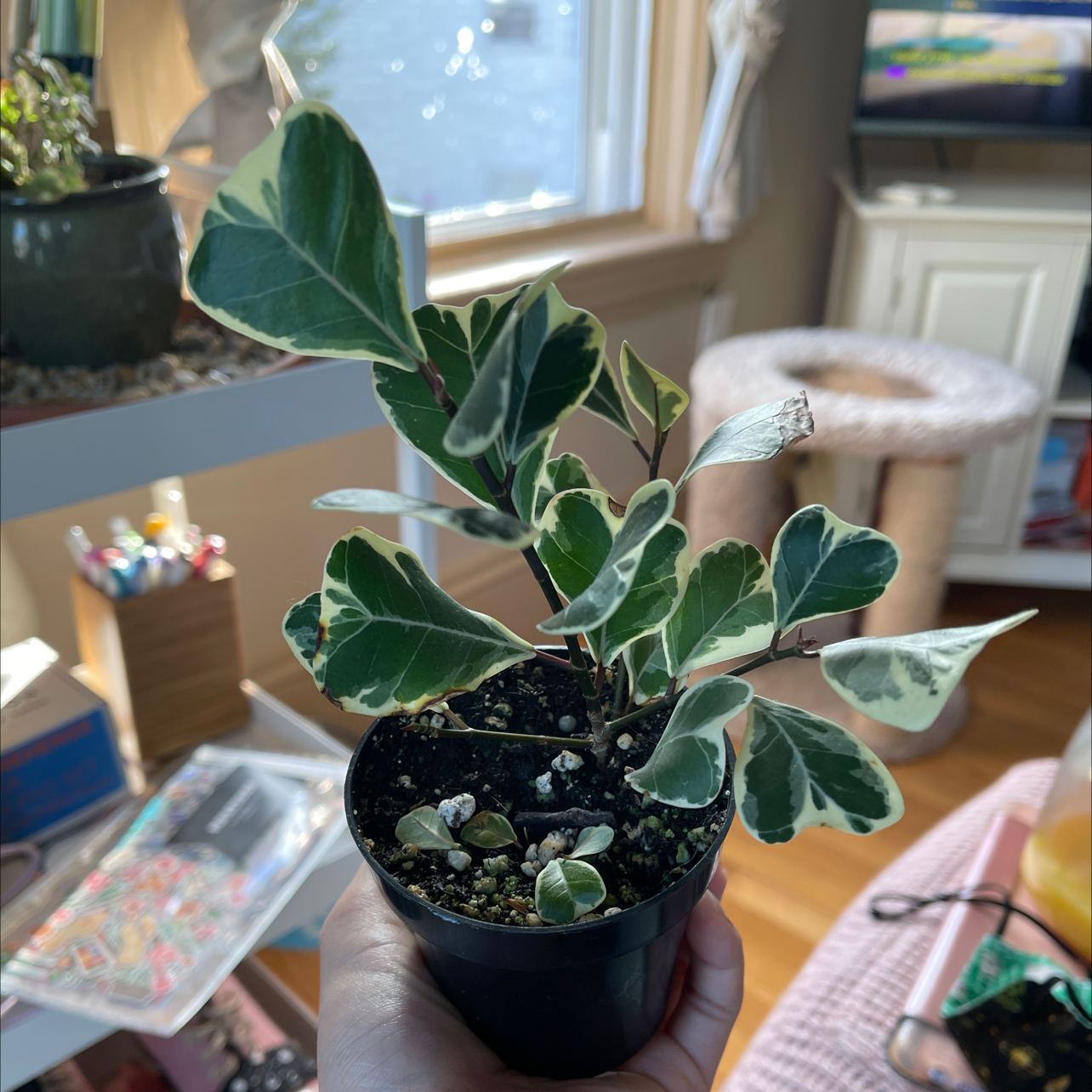 Ficus triangularis 'Variegata' plant in a small pot, held by a hand, with indoor background.