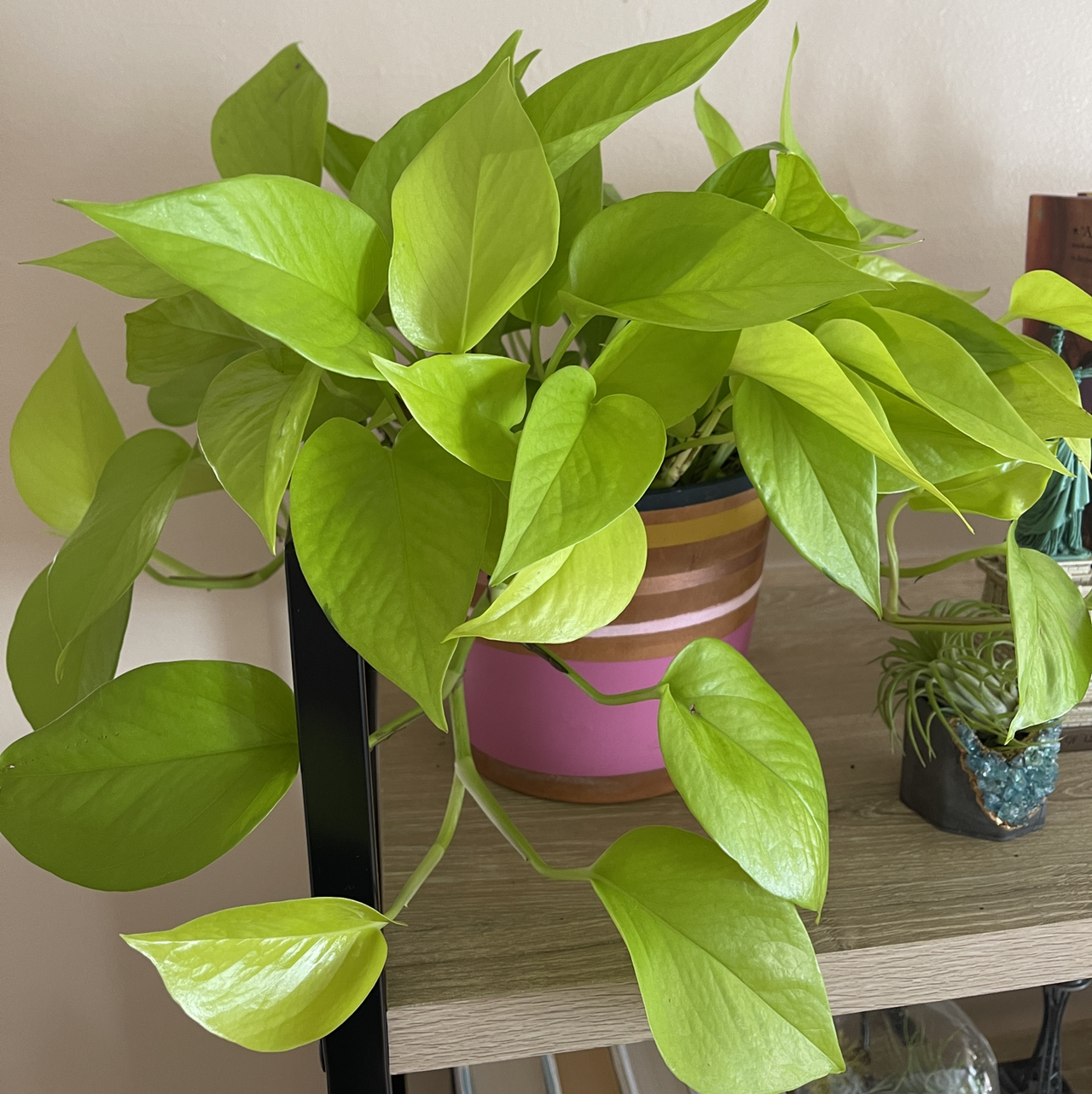 Photo of the plant species Neon Pothos by @chelsplants named Denali on Greg, the plant care app