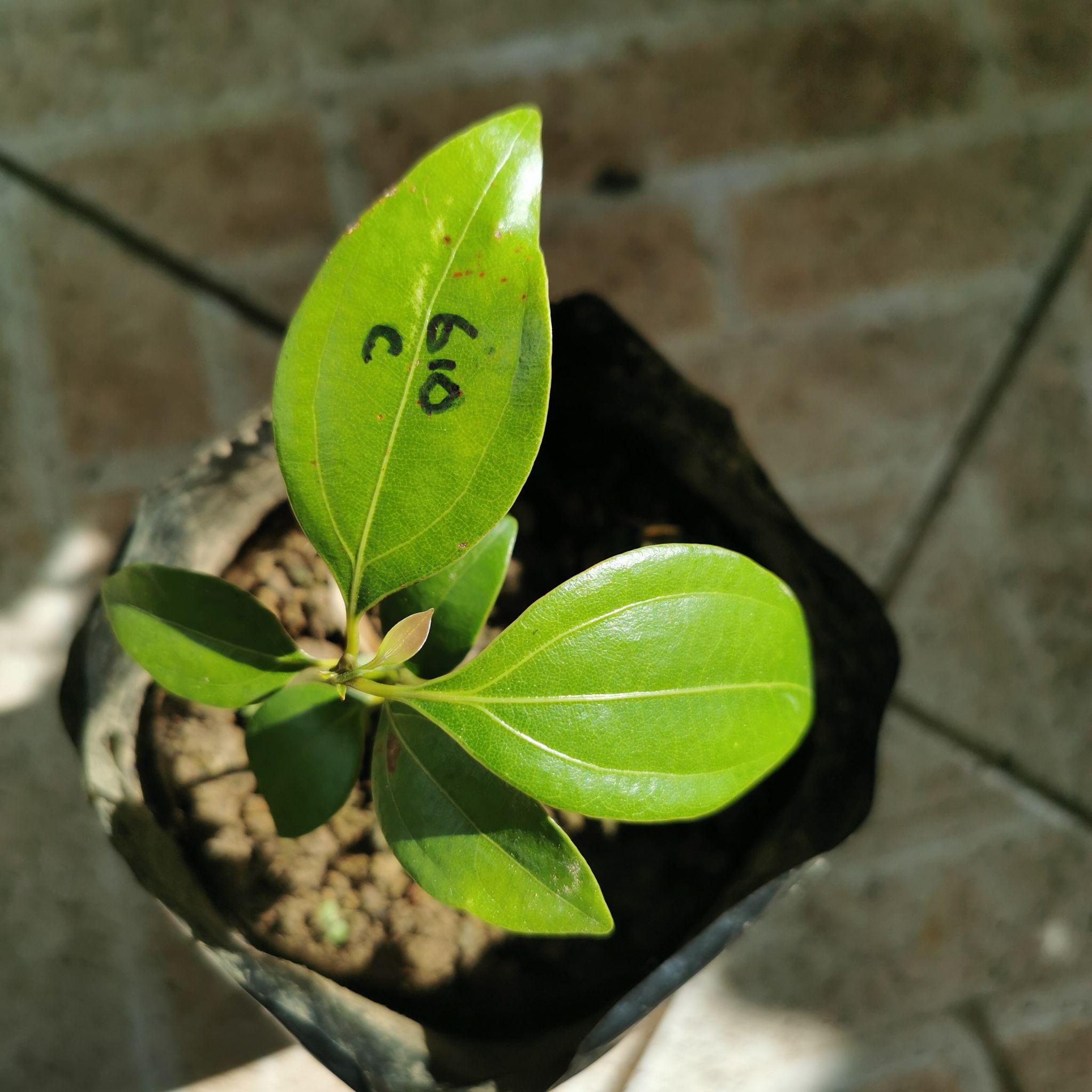 Young Camphor plant in a small black pot with healthy green leaves.