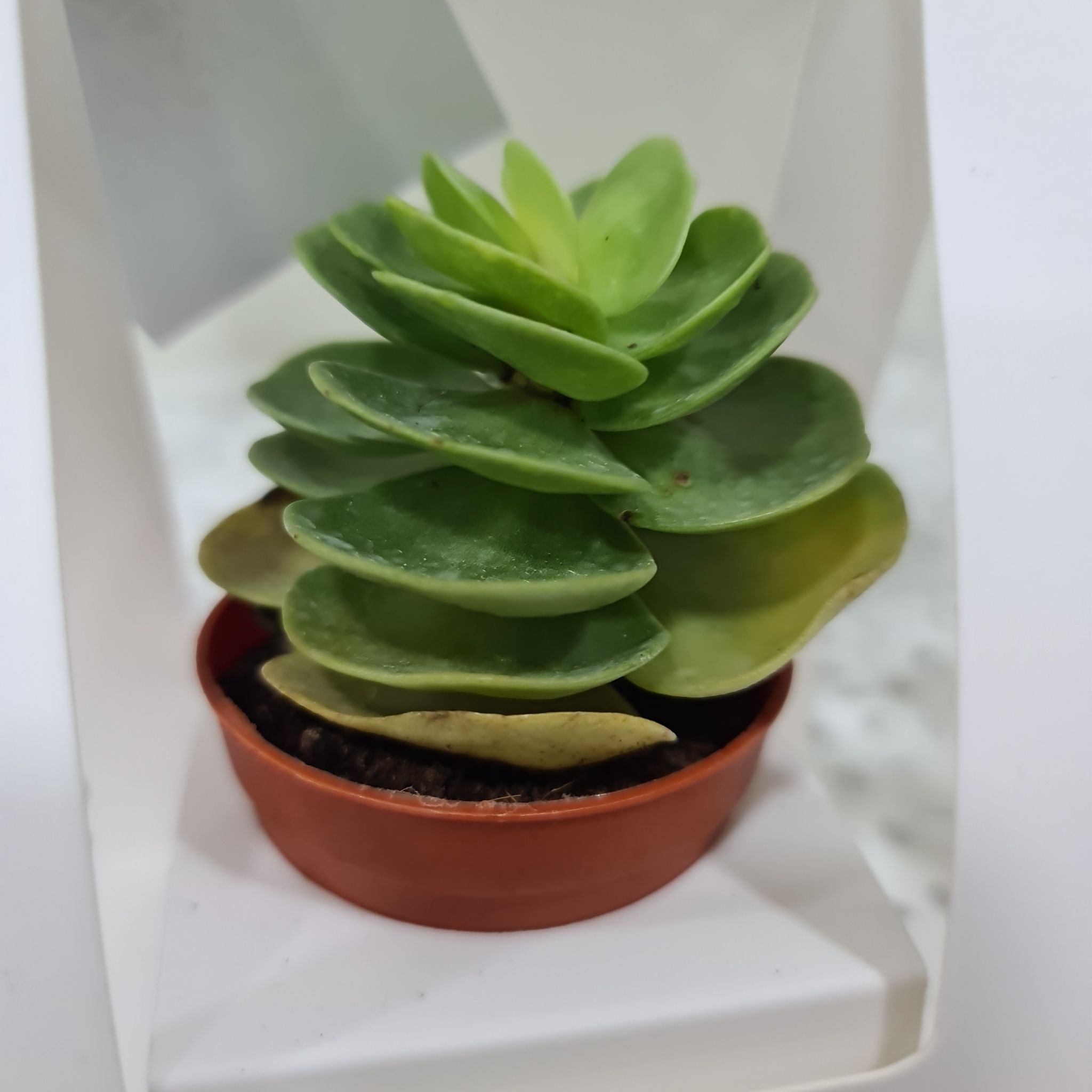 Small succulent plant 'Ihi' in a brown pot with some yellowing leaves at the base.