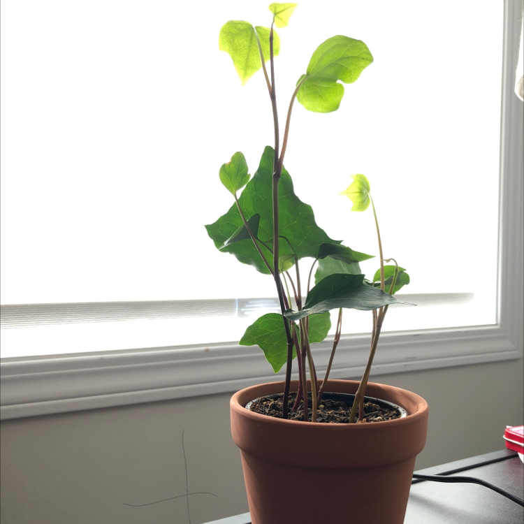Healthy sweet potato vine with vibrant green heart-shaped leaves in a terracotta pot on a white windowsill.