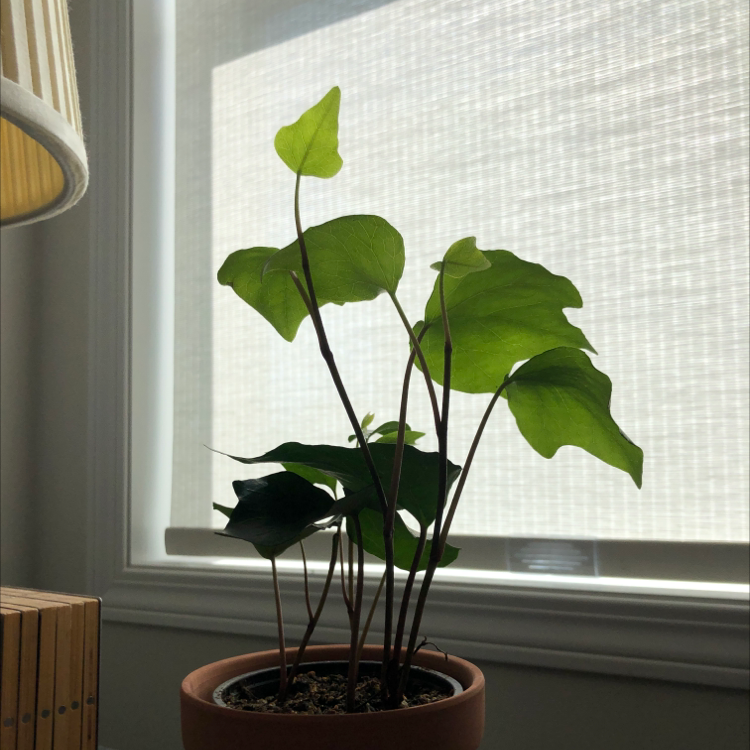 A healthy sweet potato vine plant with vibrant green heart-shaped leaves, growing in a small pot on a windowsill.