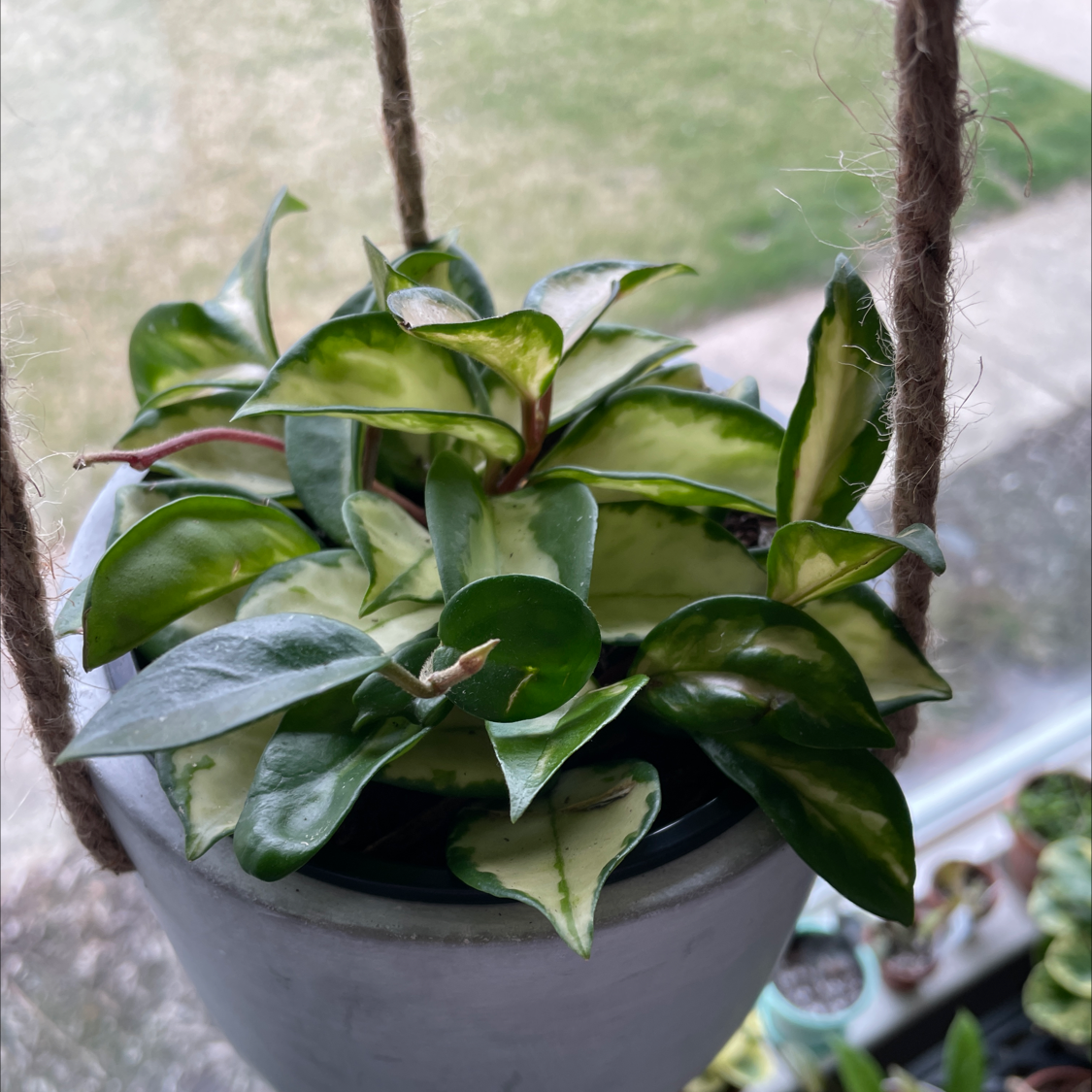 Krimson Princess Hoya plant in a hanging pot with variegated leaves.