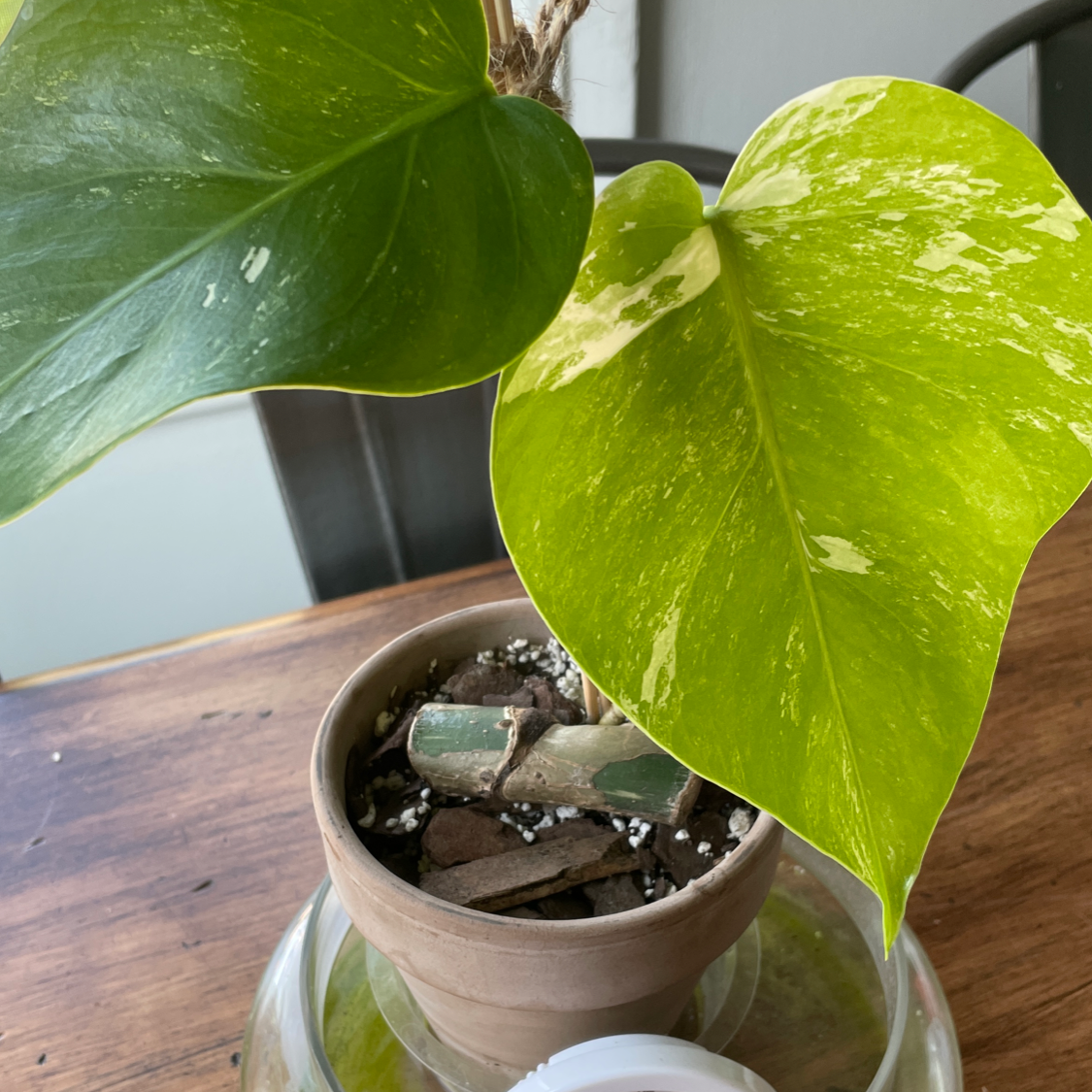 Best Soil for Monstera 'Albo'