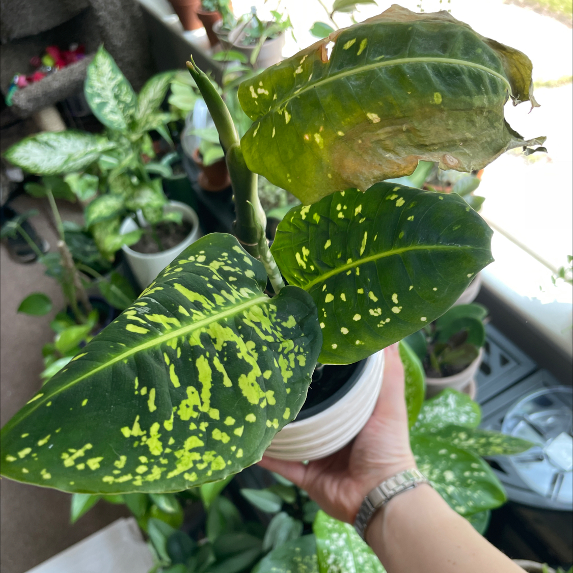 why-are-my-dieffenbachia-reflector-leaves-turning-yellow