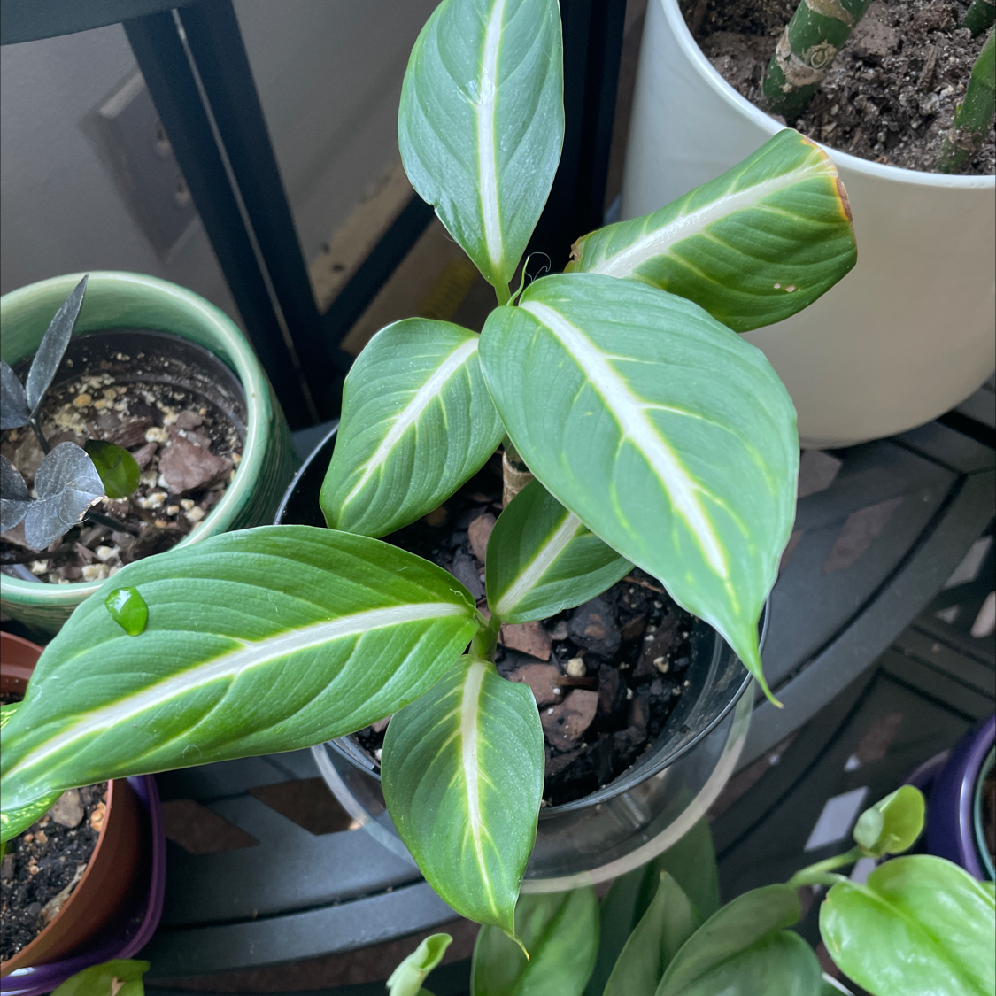 Photo of the plant species Sterling Dieffenbachia by @TTmomma11 named Sterling on Greg, the plant care app