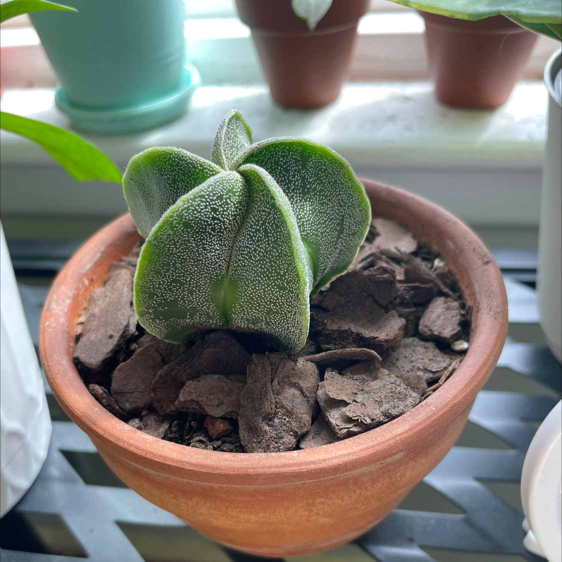 Bishop's Cap Cactus in a terracotta pot with bark chip soil cover.