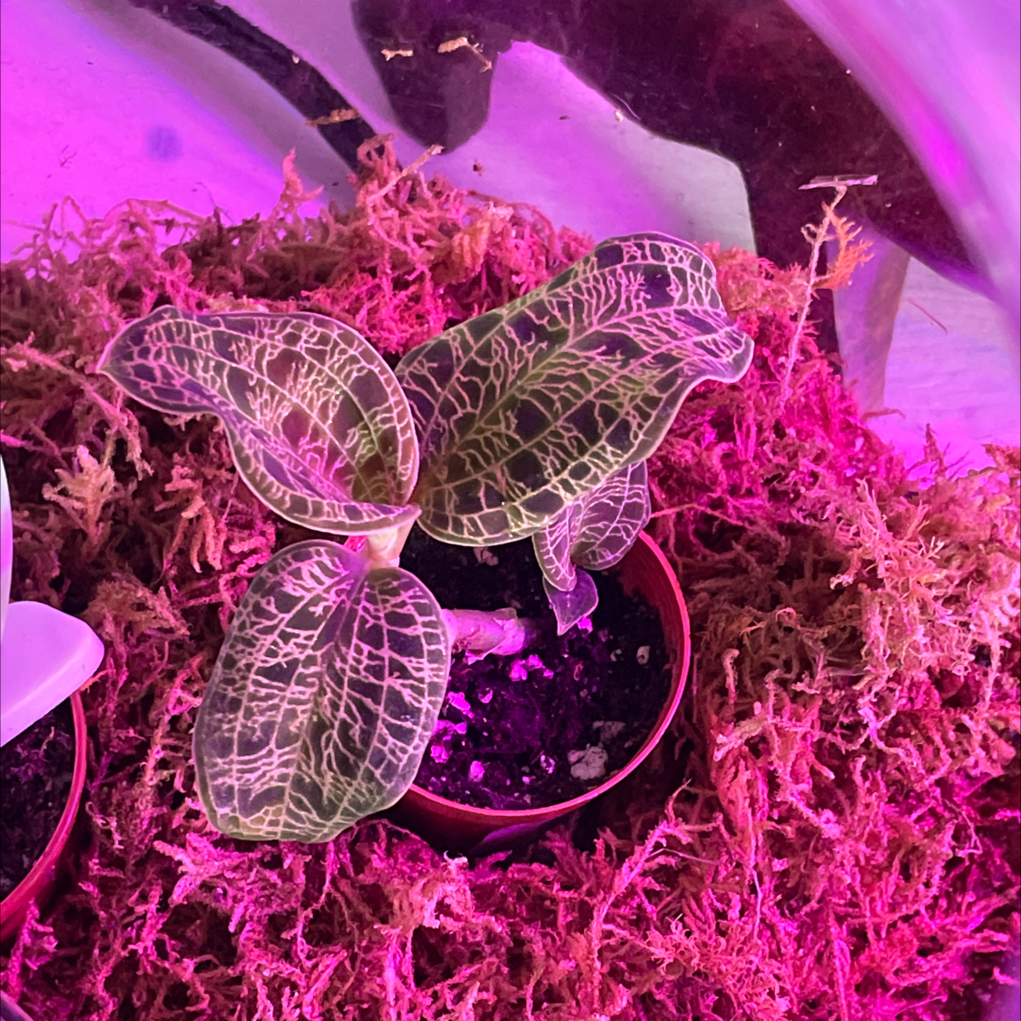 Photo of the plant species Jewel Orchid by @TTmomma11 named 2 grow point on Greg, the plant care app