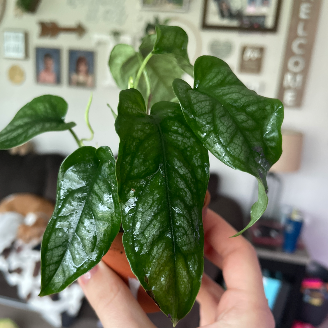 Healthy Silver Monstera plant with dark green, glossy leaves held by a hand.