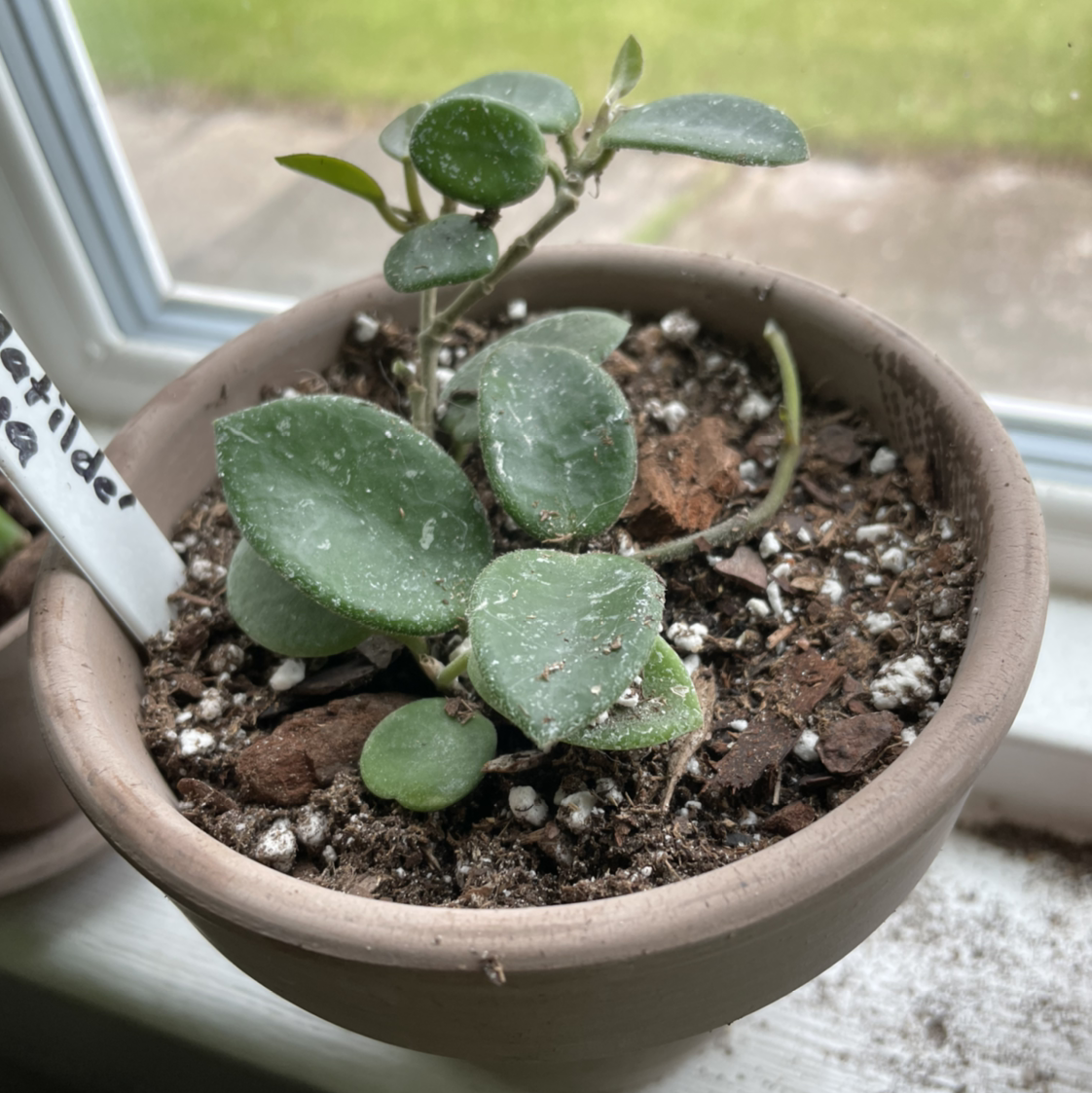 Potted Hoya 'Mathilde' plant on a windowsill with visible soil and green leaves.