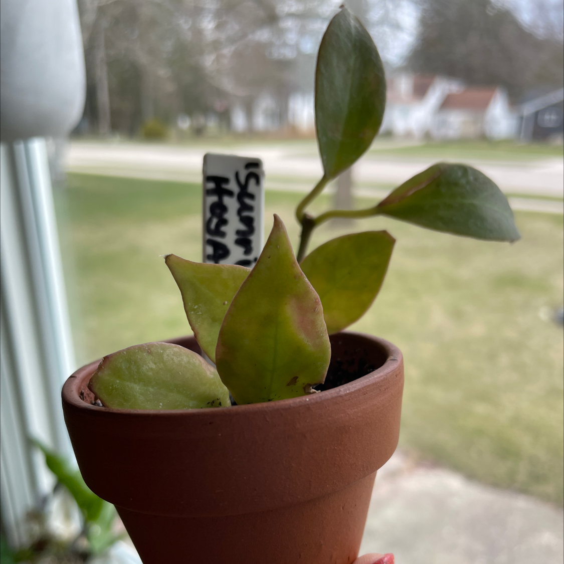Photo of the plant species Hoya 'Sunrise' by @TTmomma11 named Your plant on Greg, the plant care app