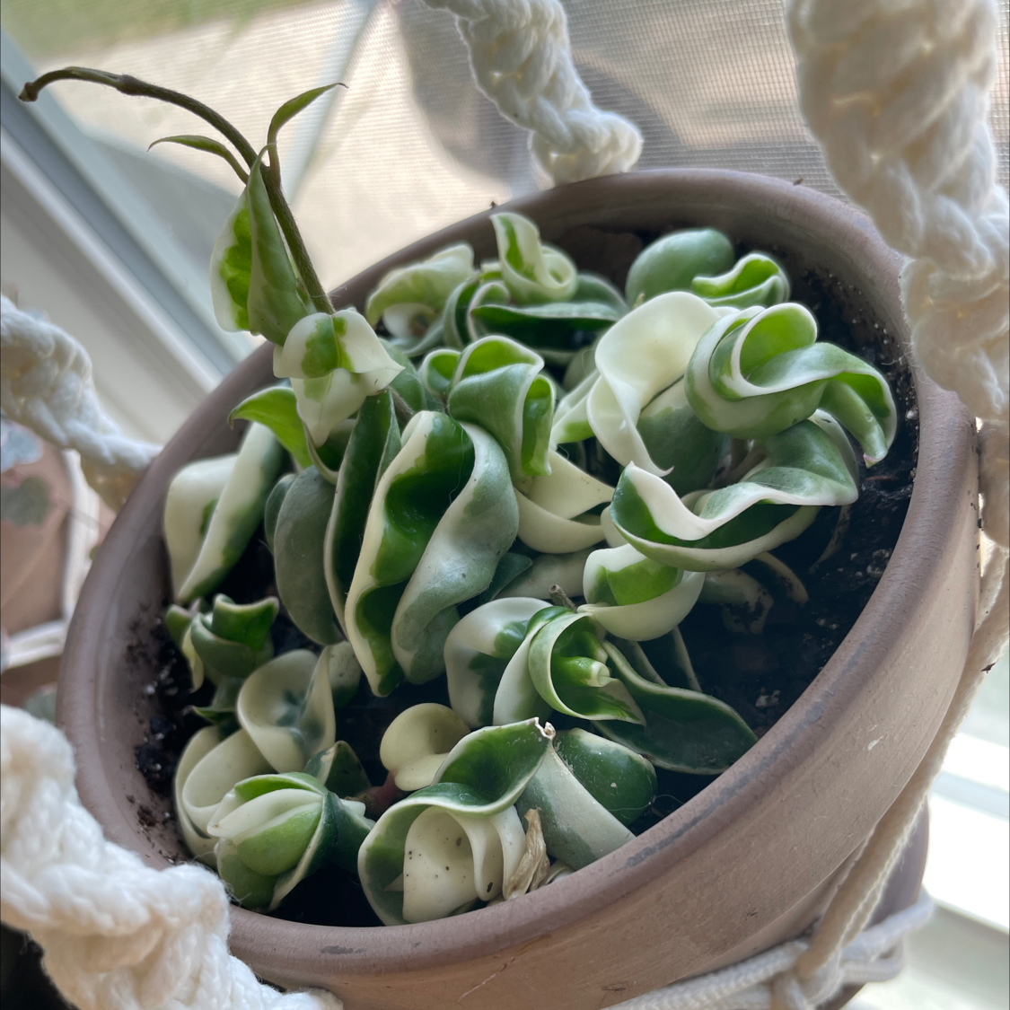 Photo of the plant species Variegated Hoya carnosa 'Compacta' by @TTmomma11 named Your plant on Greg, the plant care app