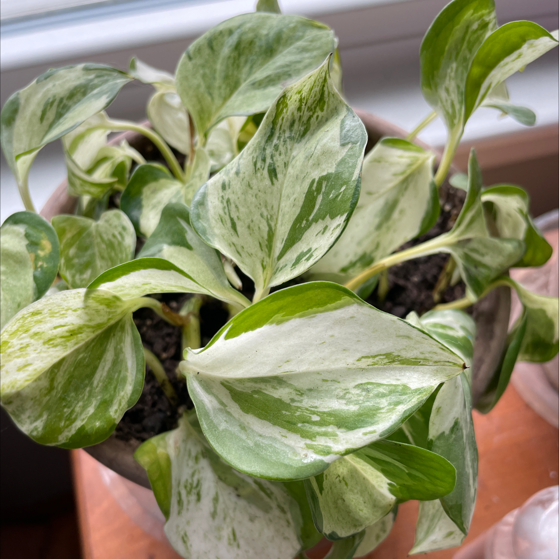 Manjula Pothos plant with variegated leaves in a pot, appearing healthy.