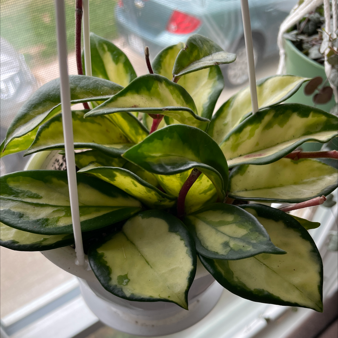 Krimson Princess Hoya plant in a hanging pot with variegated green and cream leaves.