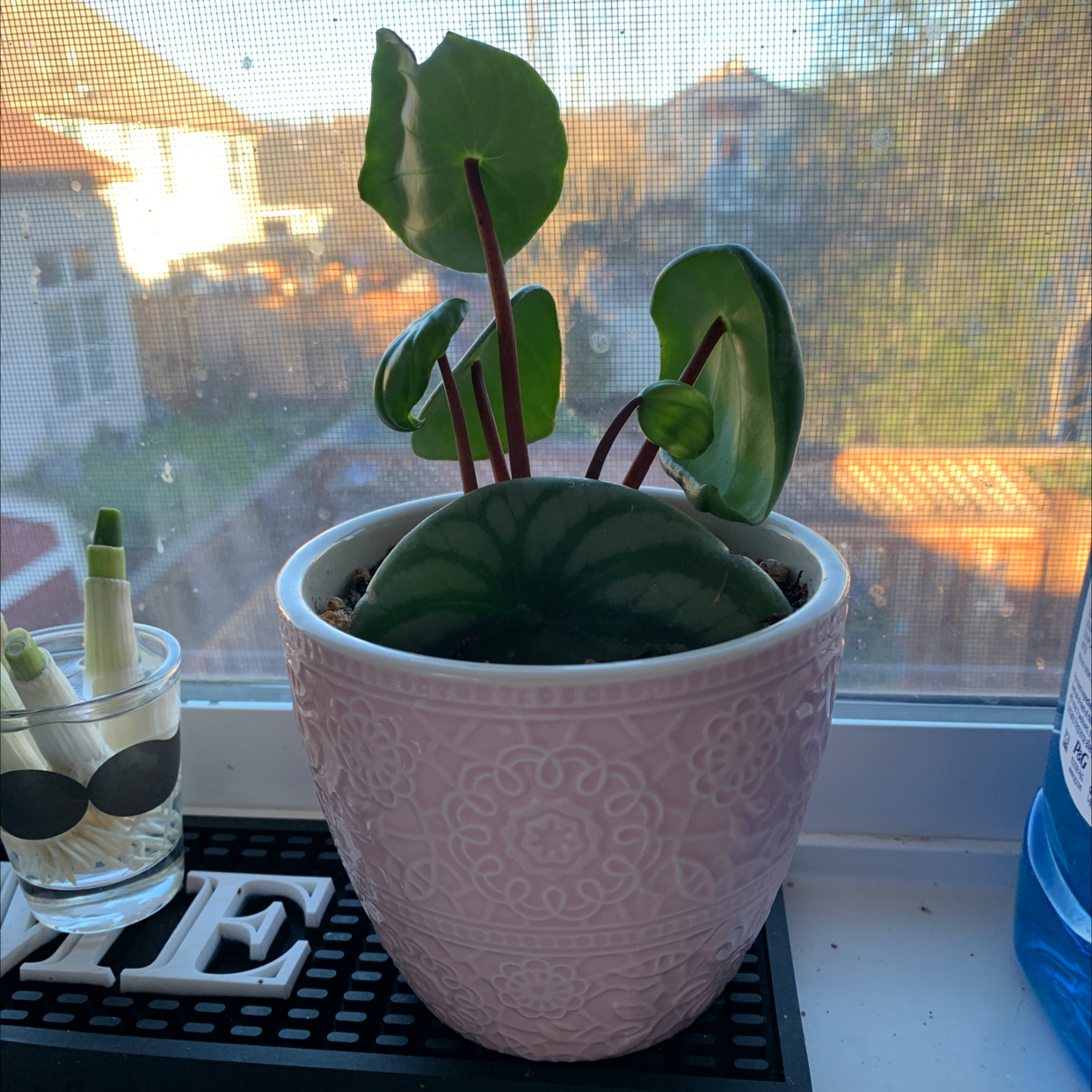 Watermelon Peperomia plant in a decorative pot on a windowsill, appearing healthy.
