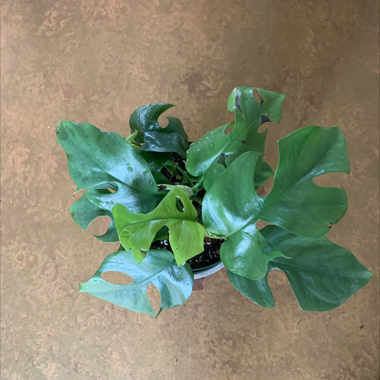 Top view of a healthy Mini Monstera plant with green leaves in a pot.