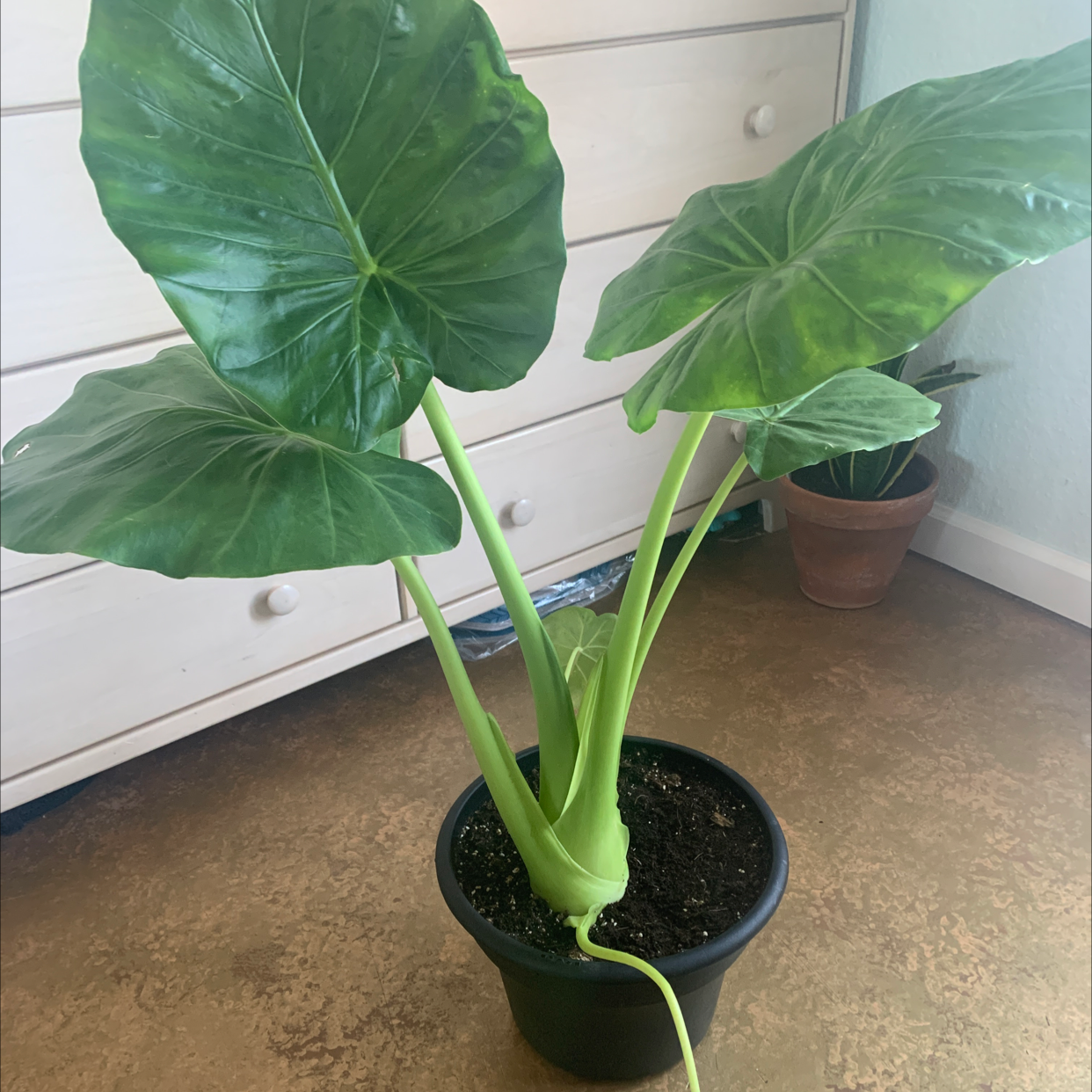 Potted Giant Taro plant with large green leaves indoors.