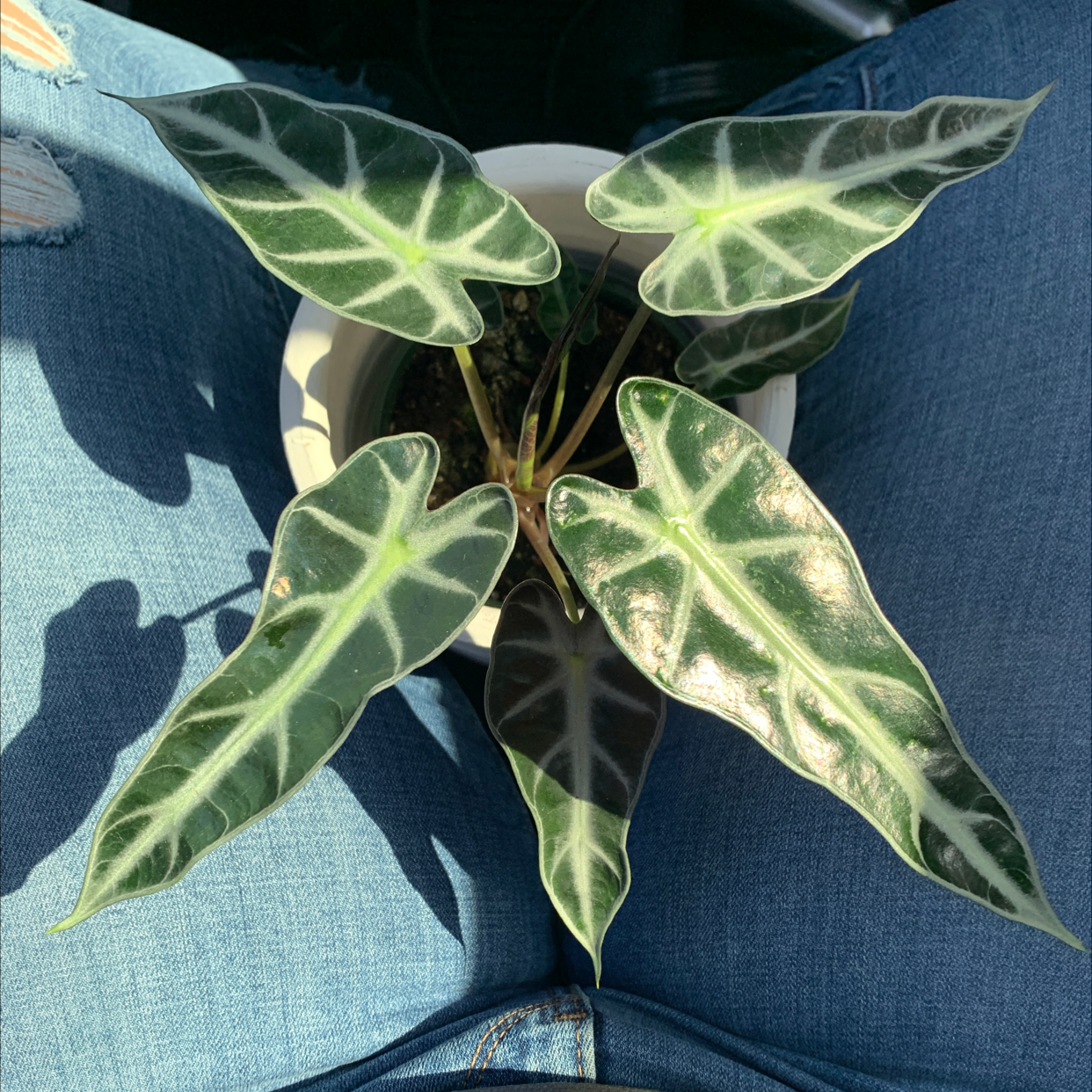 Photo of the plant species Jewel Alocasia by @karleyzootis named Keanu Leaves on Greg, the plant care app