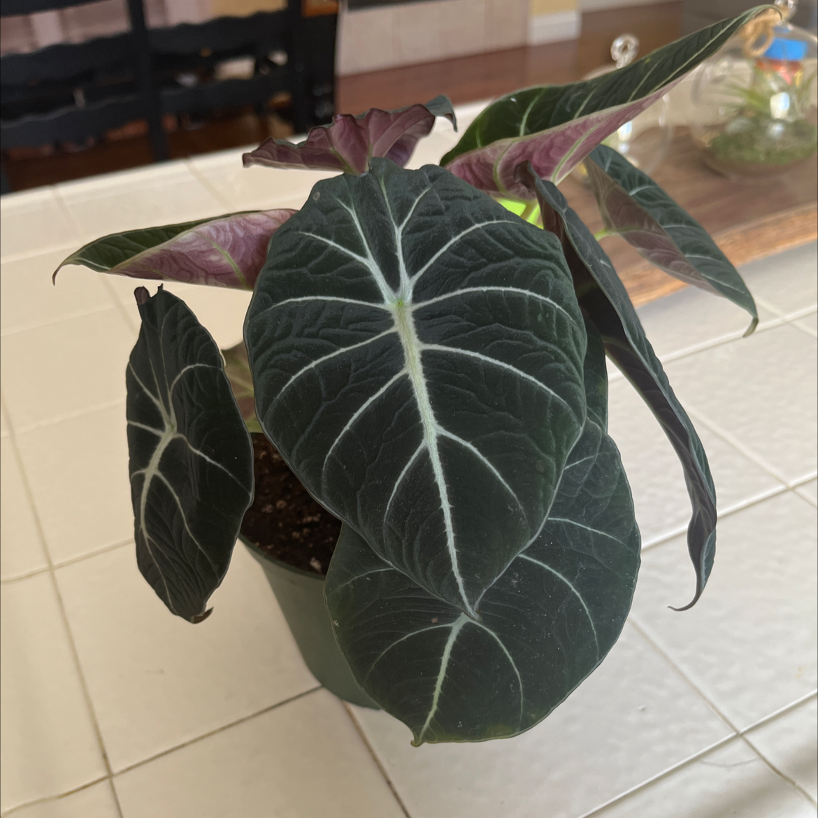 Black Velvet Alocasia plant with dark green, velvety leaves and visible soil.