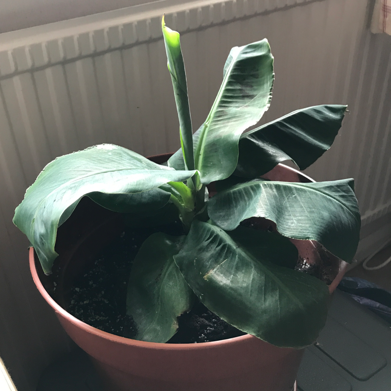 Indoor banana plant in a pot with green leaves, placed near a radiator.