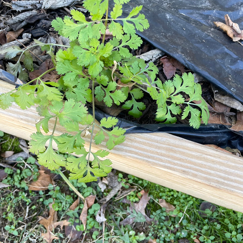 Why Are My Coriander Leaves Turning Yellow?