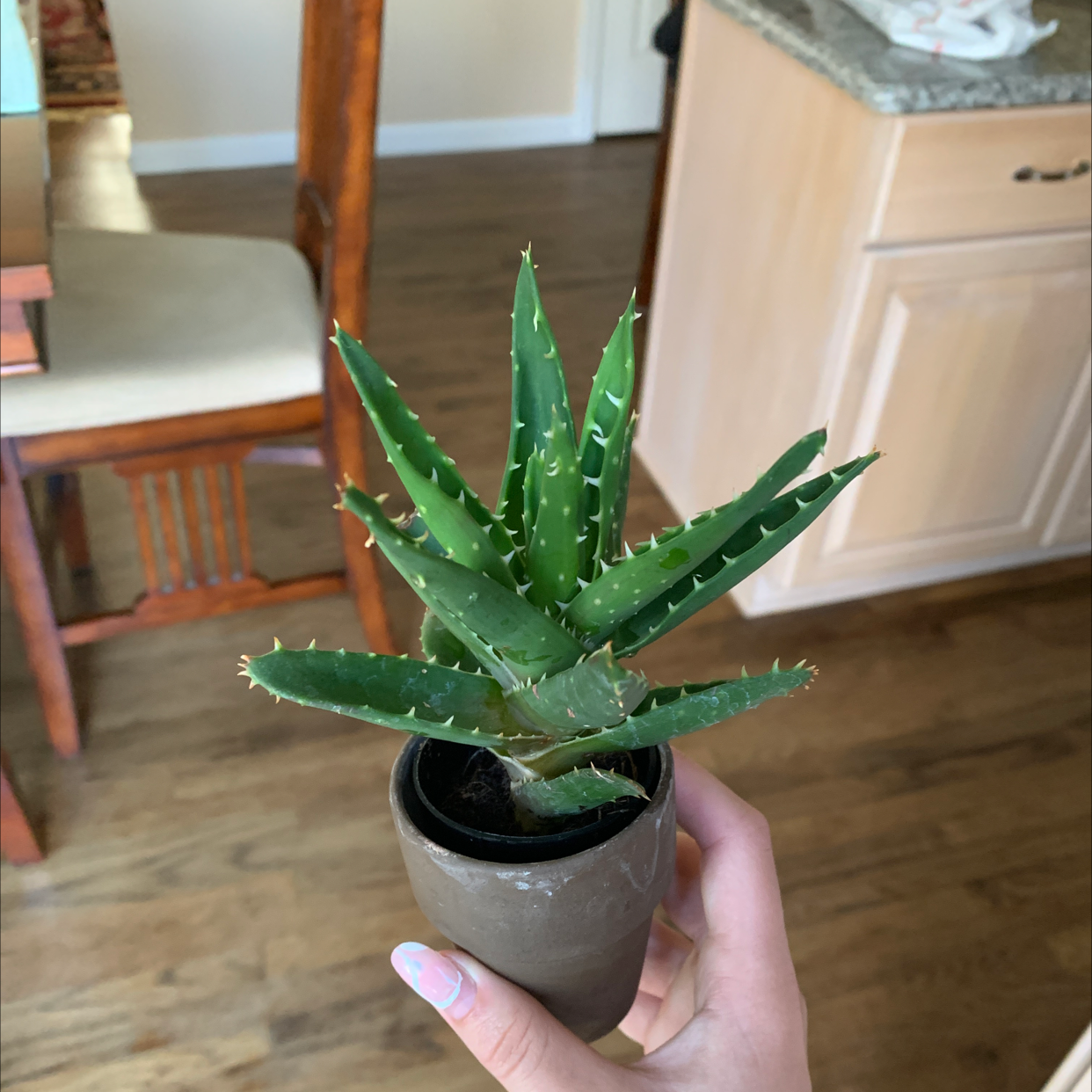 Short-Leaved Aloe plant in a small pot held by a hand, indoors.