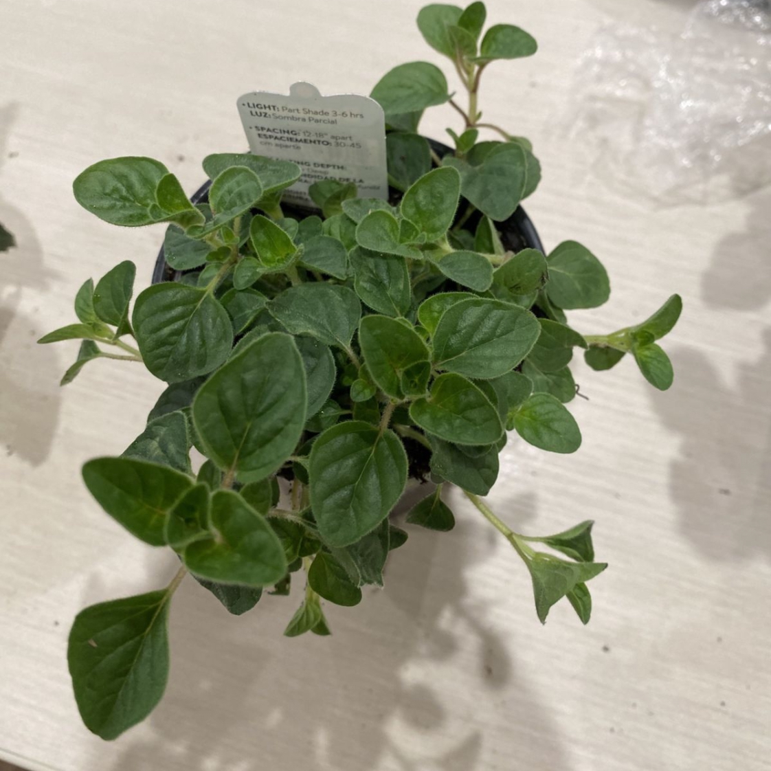 A lush, vibrant potted oregano plant with deep green oval leaves, thriving and well-established in its container on a concrete surface.