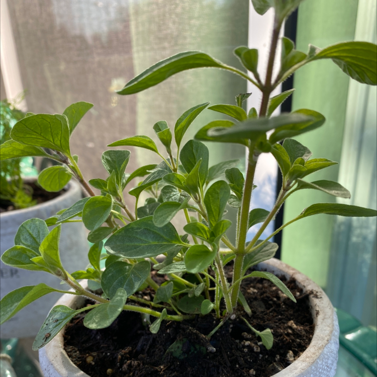 💧 Why Are My Oregano Leaves Mushy?