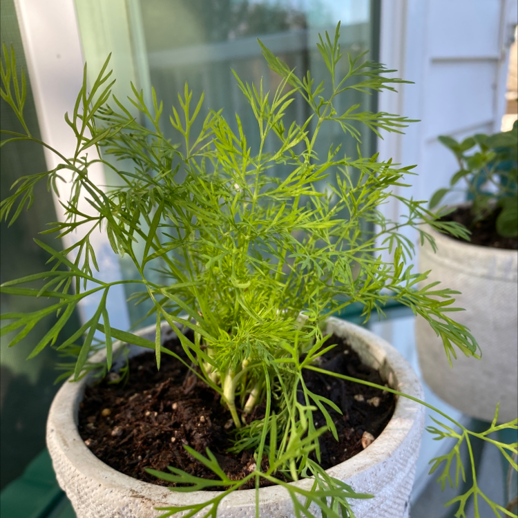 Healthy dill plant in a white pot with vibrant green leaves and visible soil.