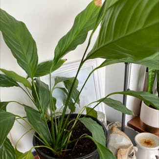 Peace Lily plant in Surrey, British Columbia