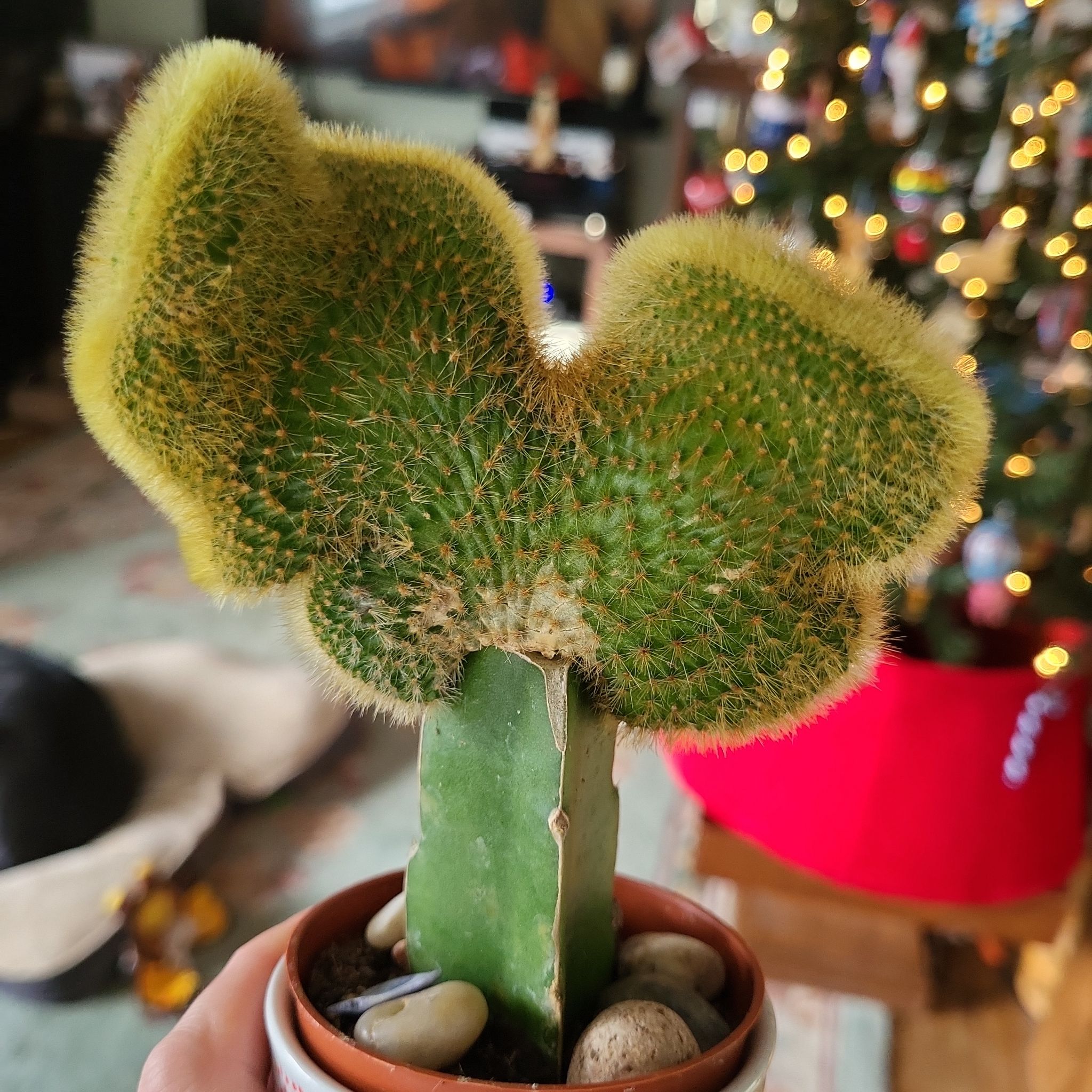 Golden Rat Tail cactus with crested growth, held in a pot with visible soil and pebbles.