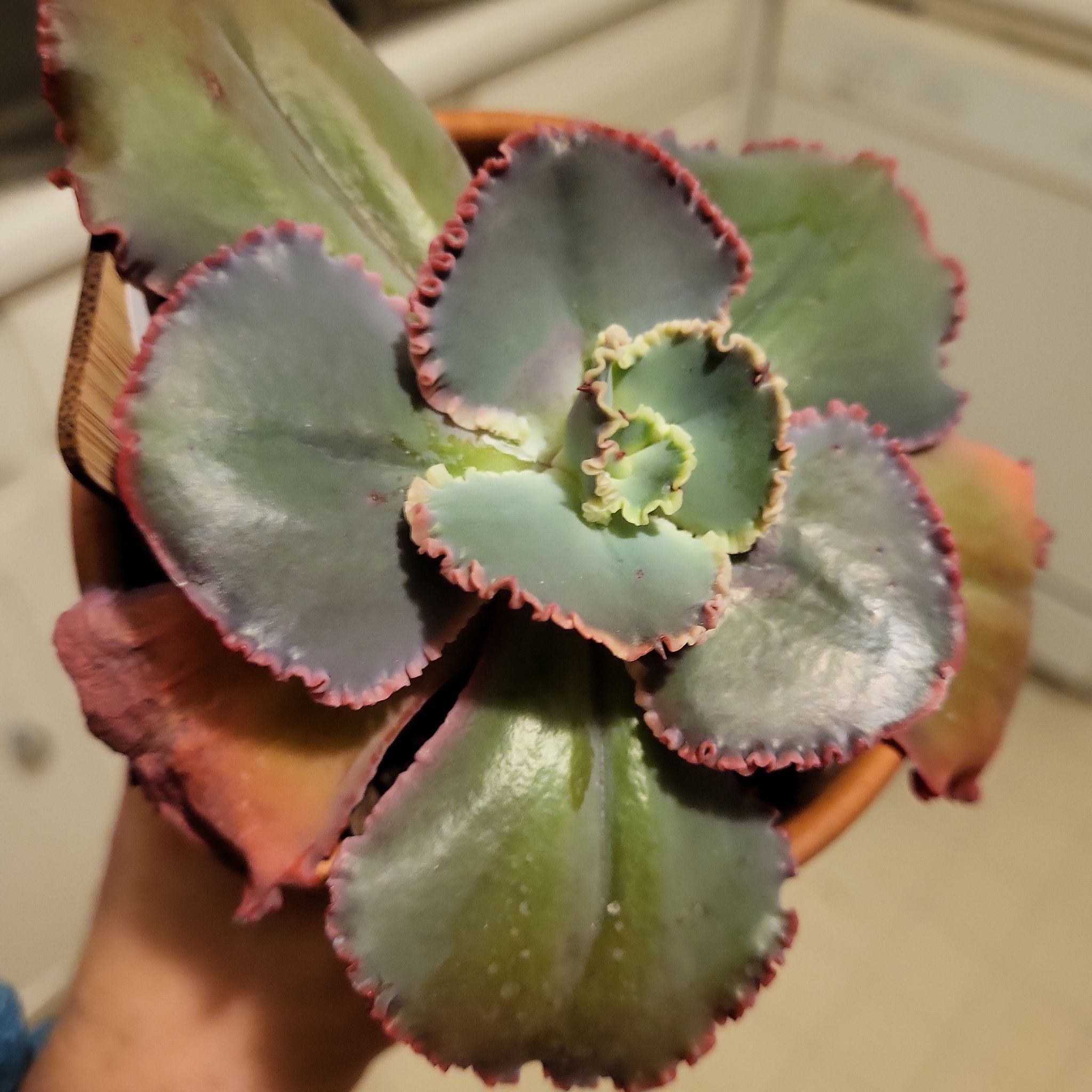 Photo of the plant species Echeveria 'Blue Frills' by @SweetKaramu named Priyanka on Greg, the plant care app
