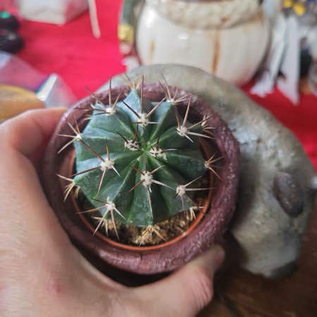 Photo of the plant species Melocactus azureus ferreophilus by @SweetKaramu named Snail Dog on Greg, the plant care app