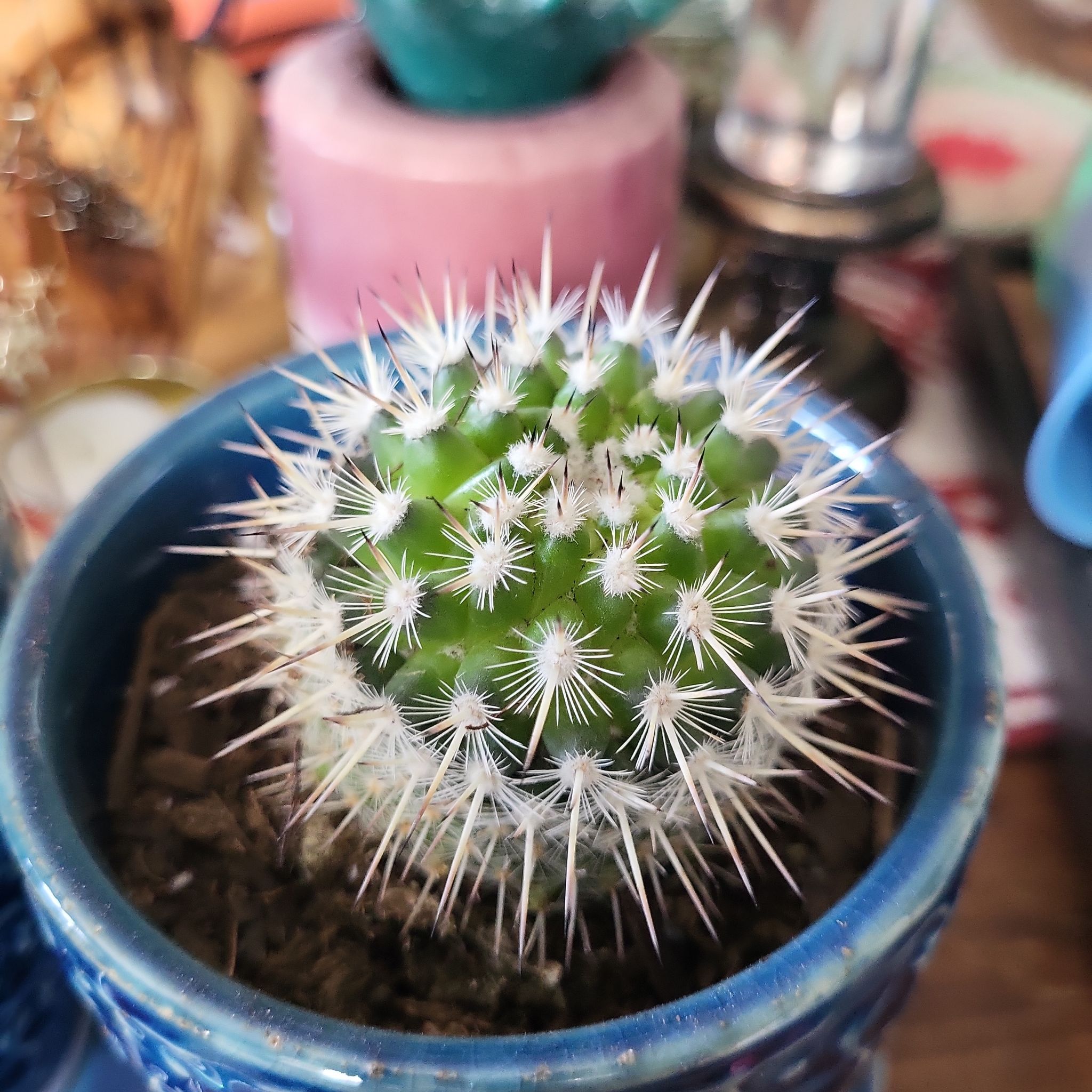 Photo of the plant species Mammillaria winterae by @SweetKaramu named Fernie Mac on Greg, the plant care app