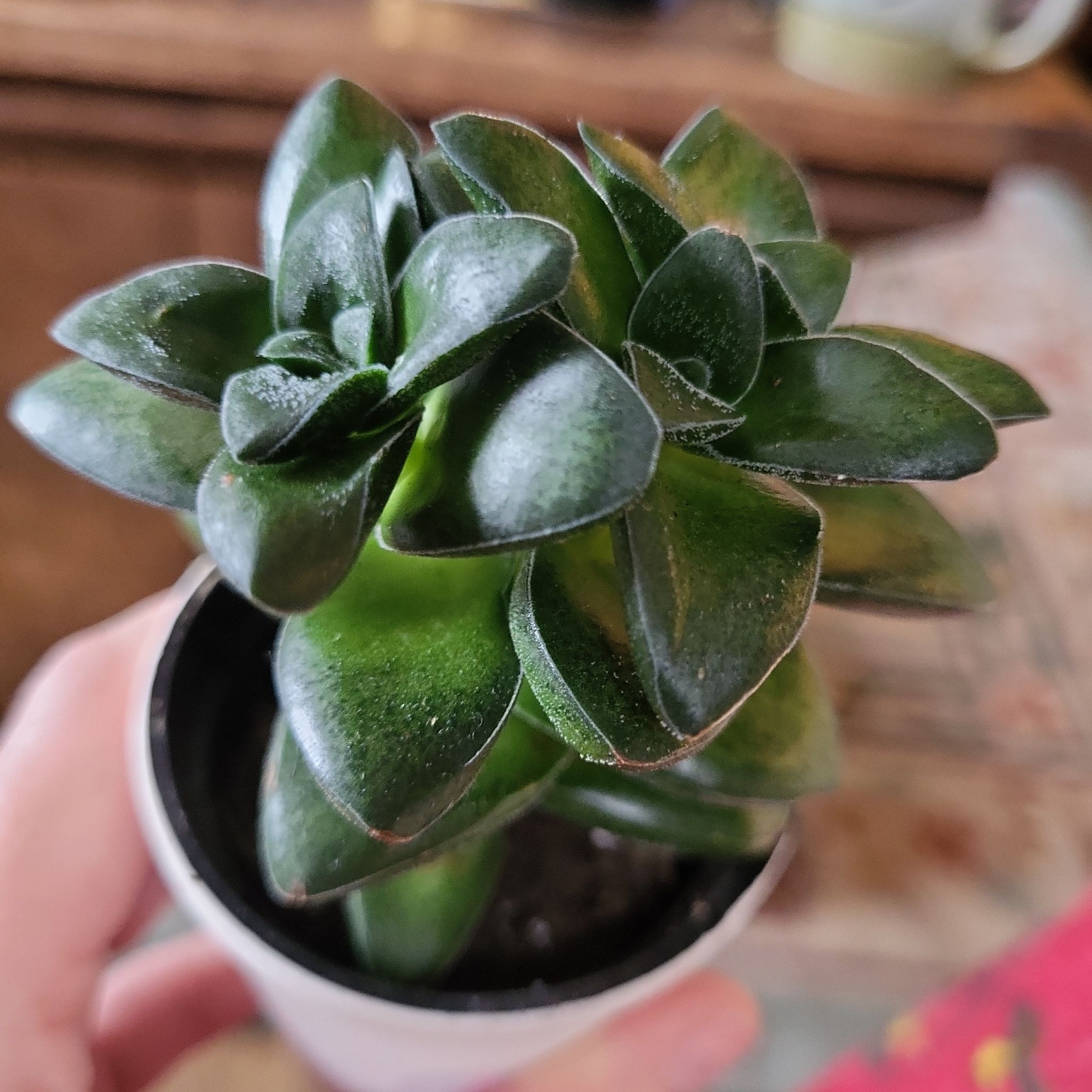 Crassula 'Springtime' plant with healthy green leaves held in a hand.
