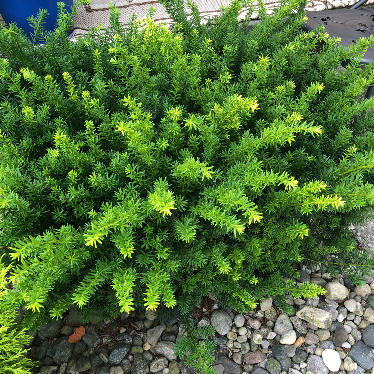 Photo of the plant species English Yew by @Cassabelle named Orwell on Greg, the plant care app