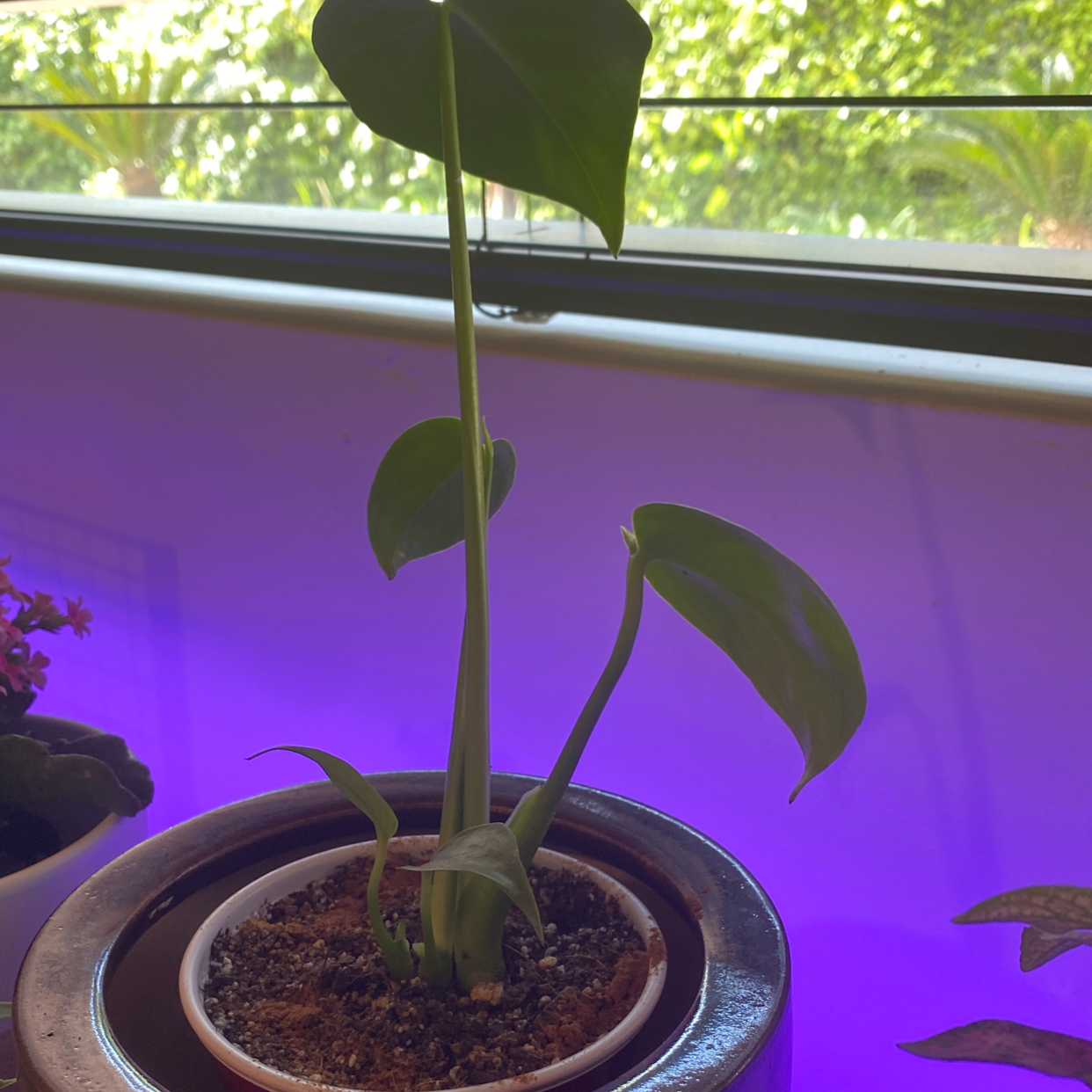 Monstera plant photo by Hannah named Doja Cat on Greg, the plant care app.