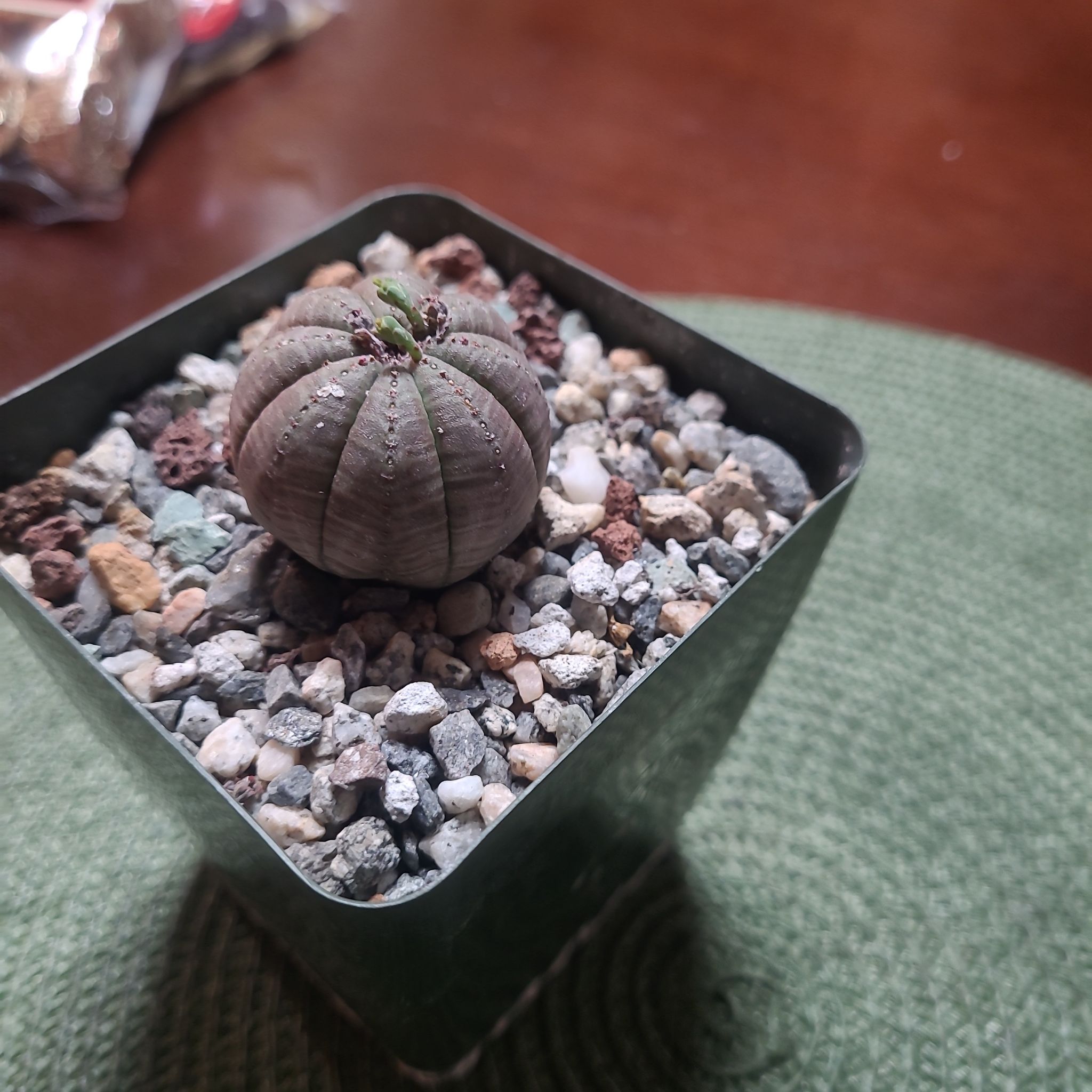 Baseball Plant (Euphorbia obesa) in a small pot with gravelly soil.